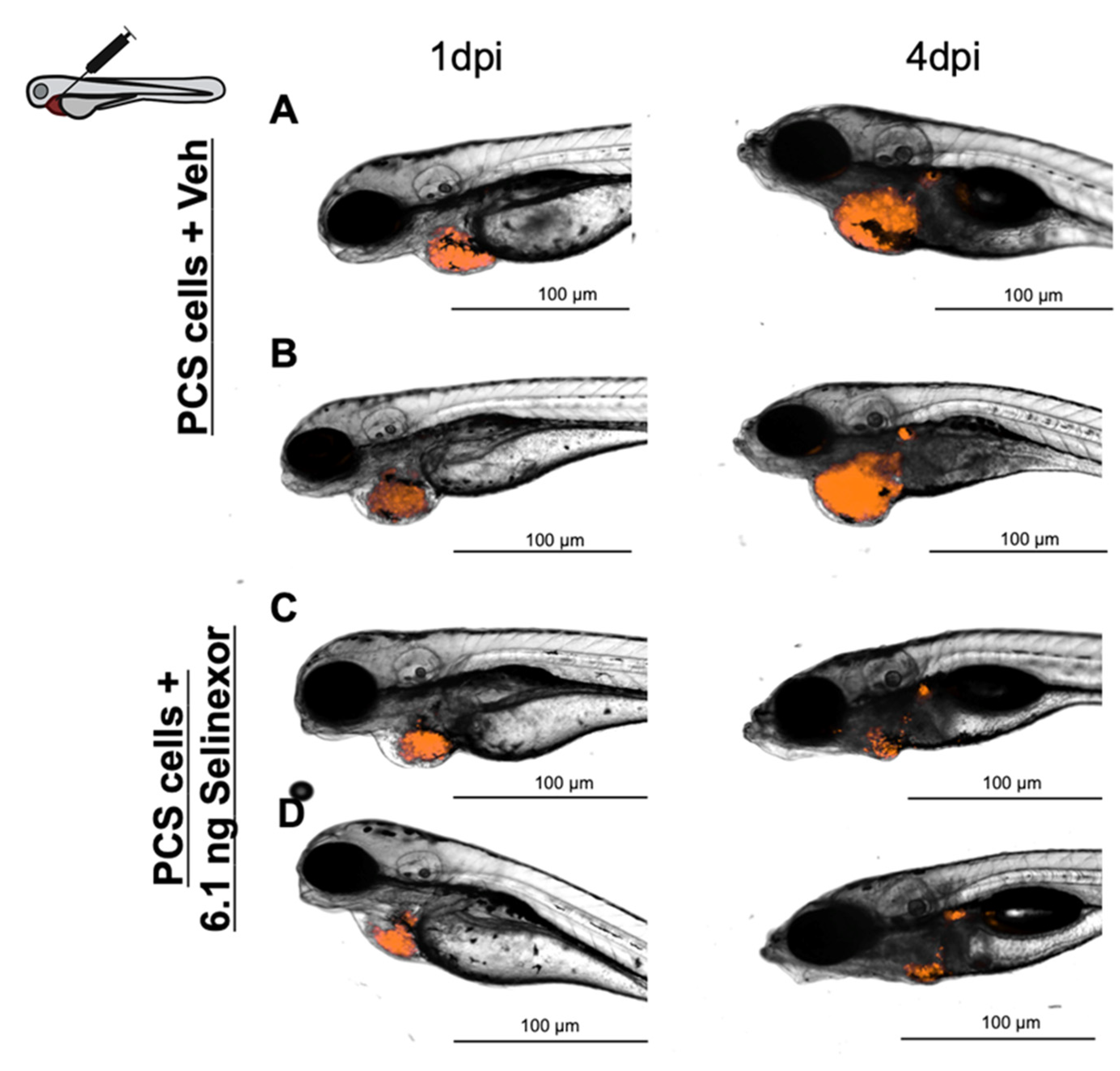 Cancers 13 03705 g006 Cancers 13 03705 g006