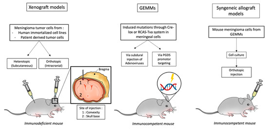 Cancers | Free Full-Text | Mouse Models in Meningioma Research: A  Systematic Review