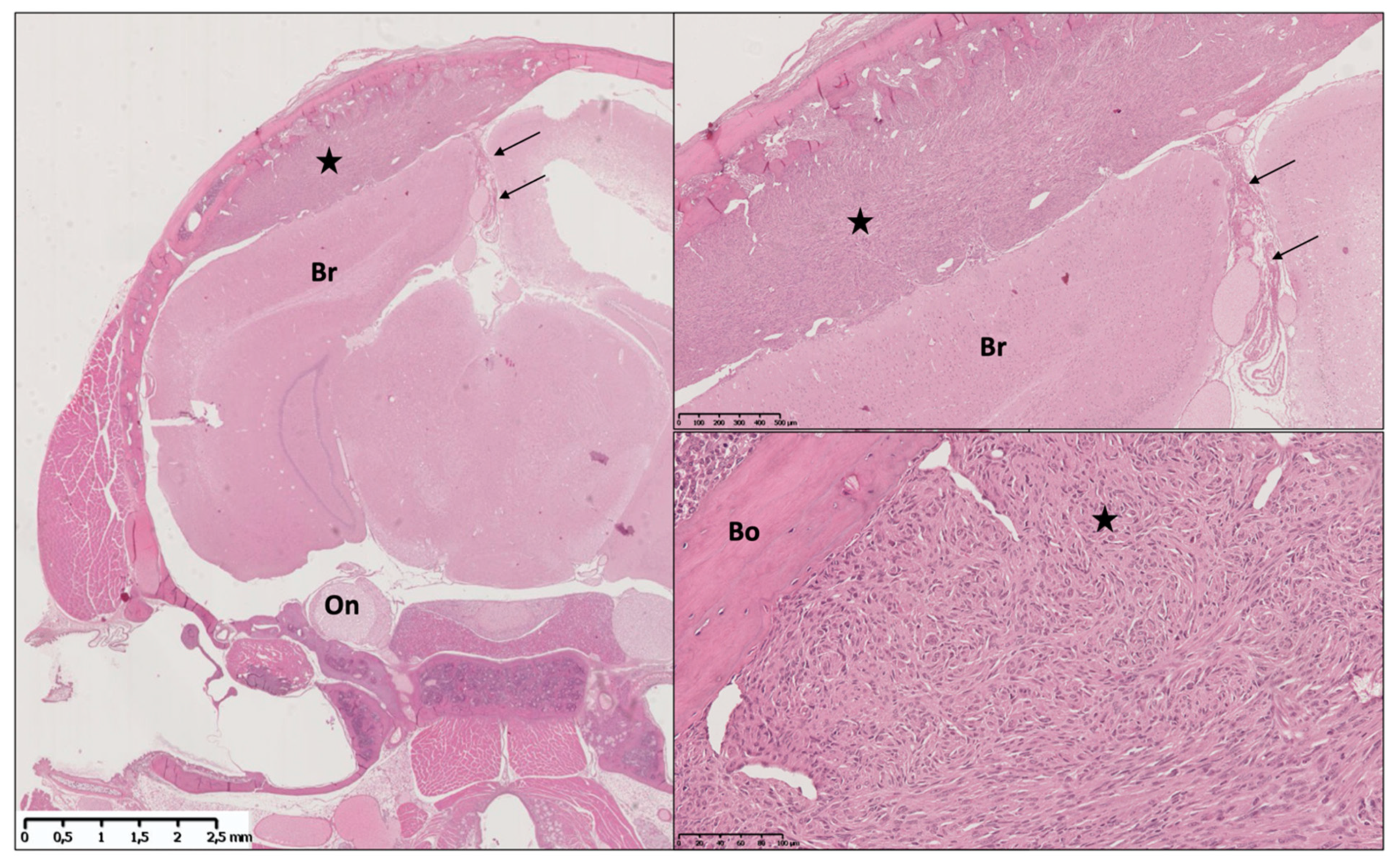 Cancers 13 03712 g002