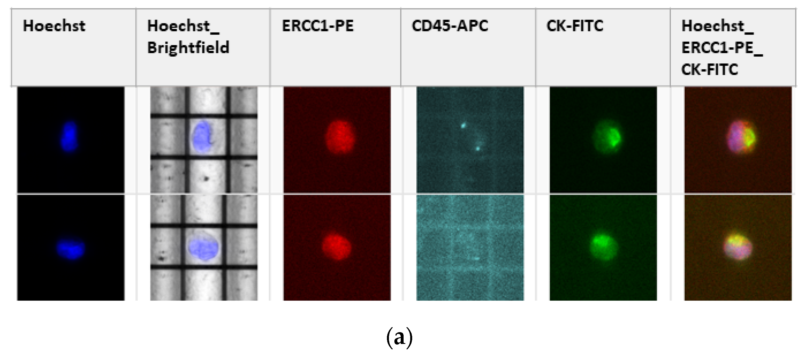 Cancers 13 03748 g0a2a