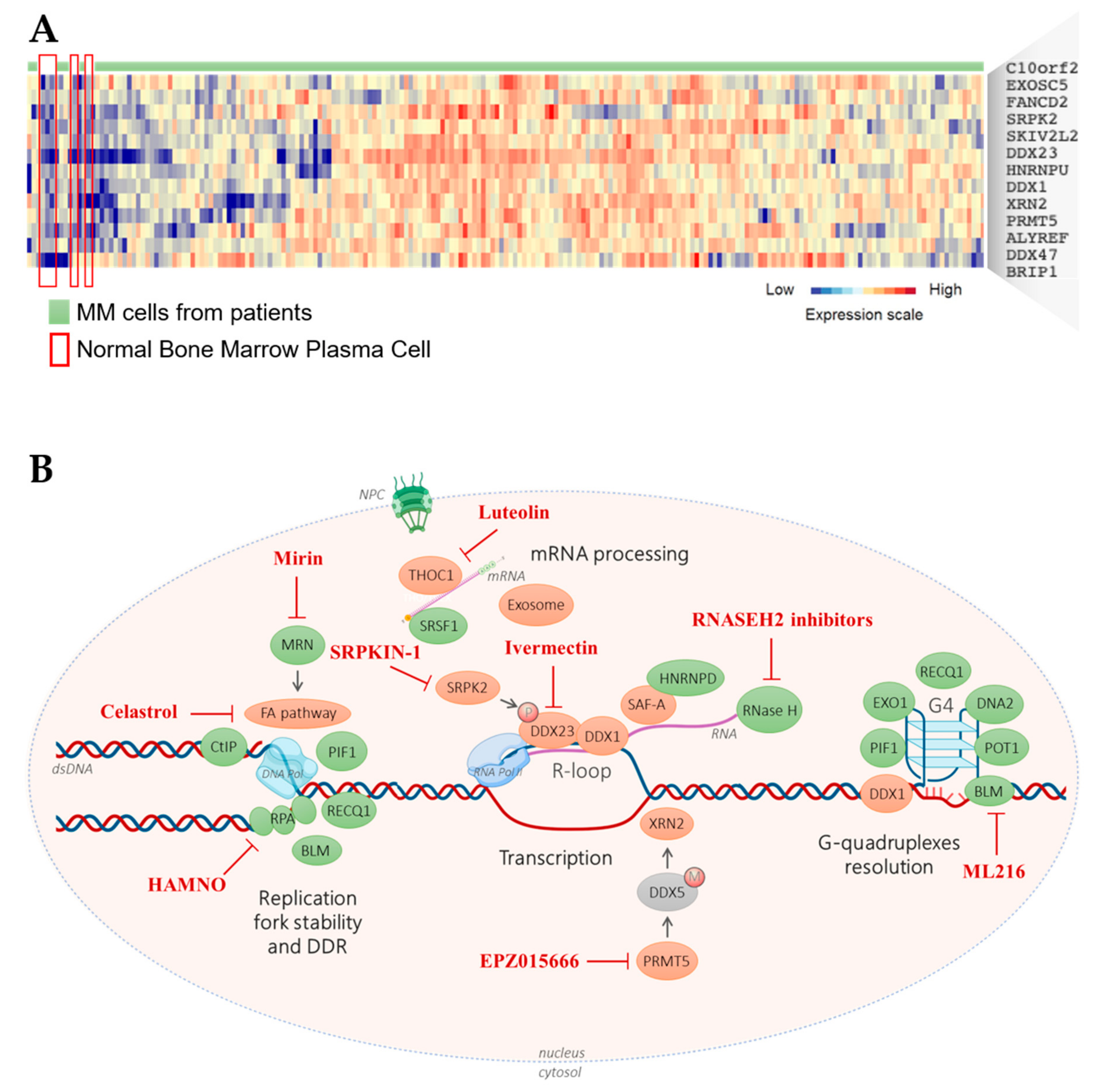 Cancers 13 03755 g003