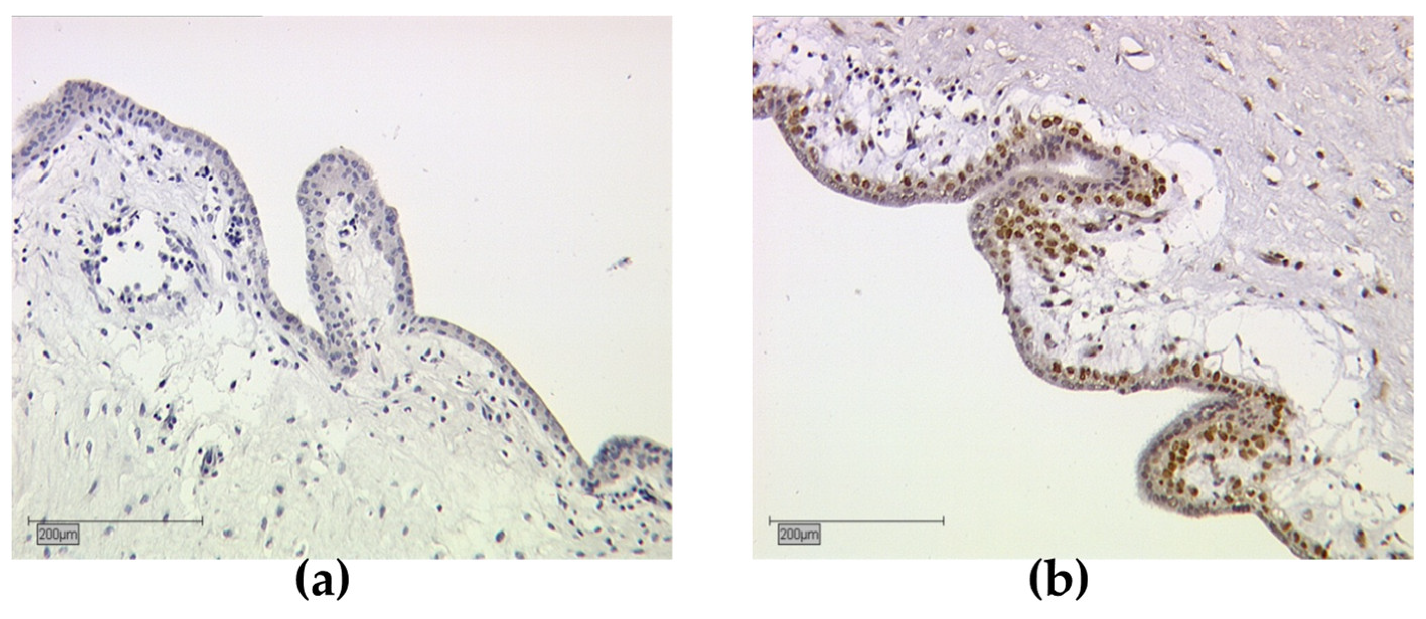 Cancers 13 03756 g001 Cancers 13 03756 g001