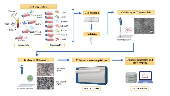 Cancers Free Full Text Cell Main Spectra Profile Screening Technique In Simulation Of Circulating Tumour Cells Using Maldi Tof Mass Spectrometry