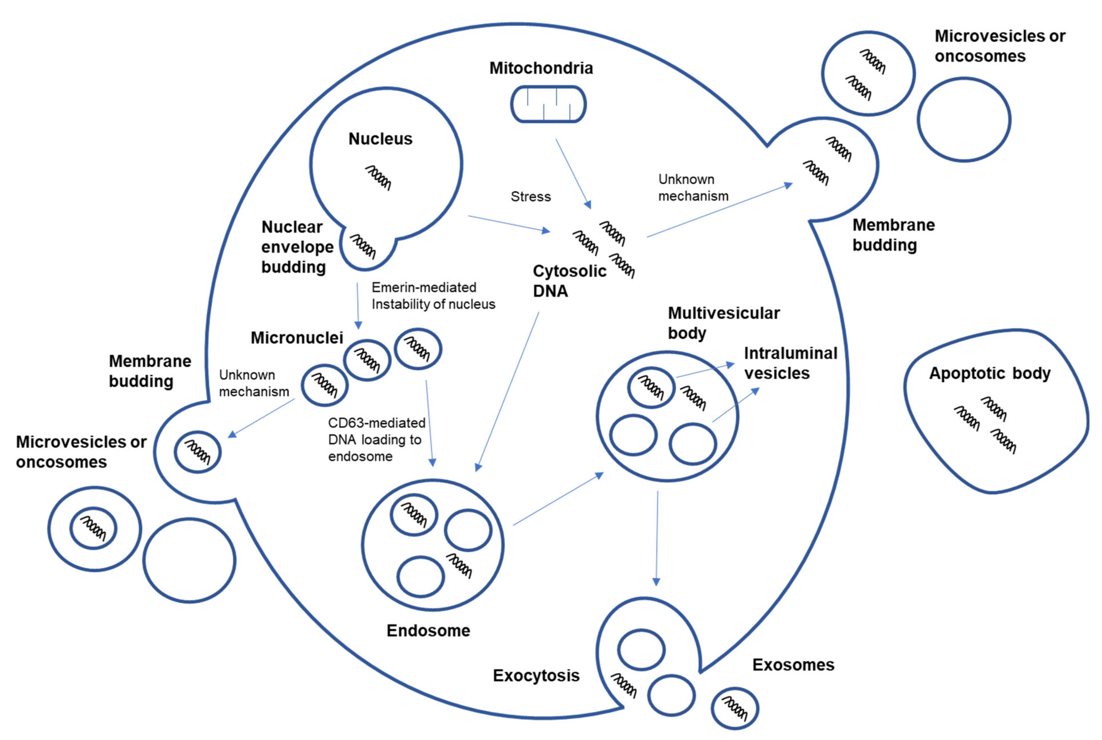 Cancers 13 03827 g004