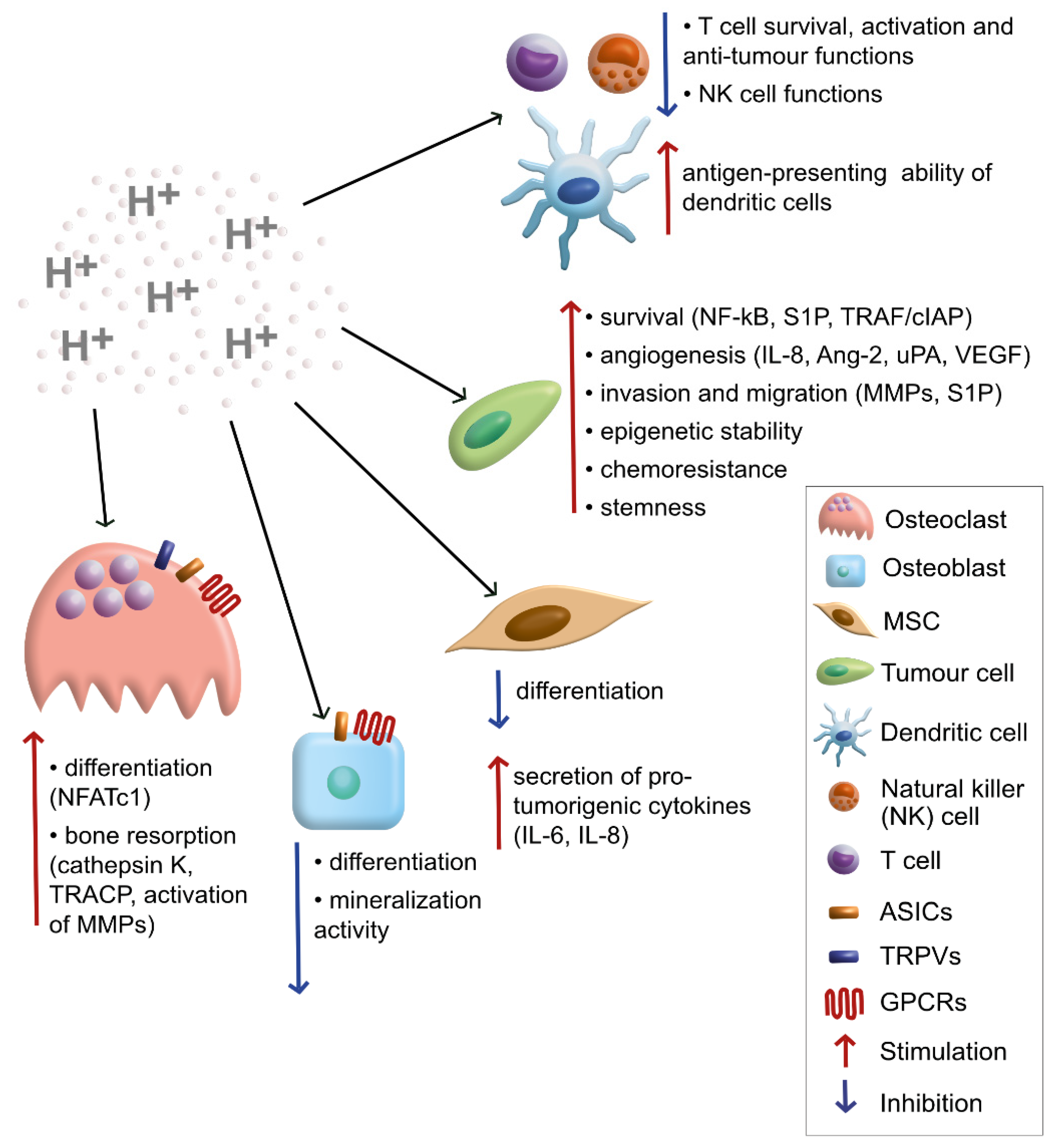 Cancers | Free Full-Text | Acid Microenvironment in Bone Sarcomas | HTML