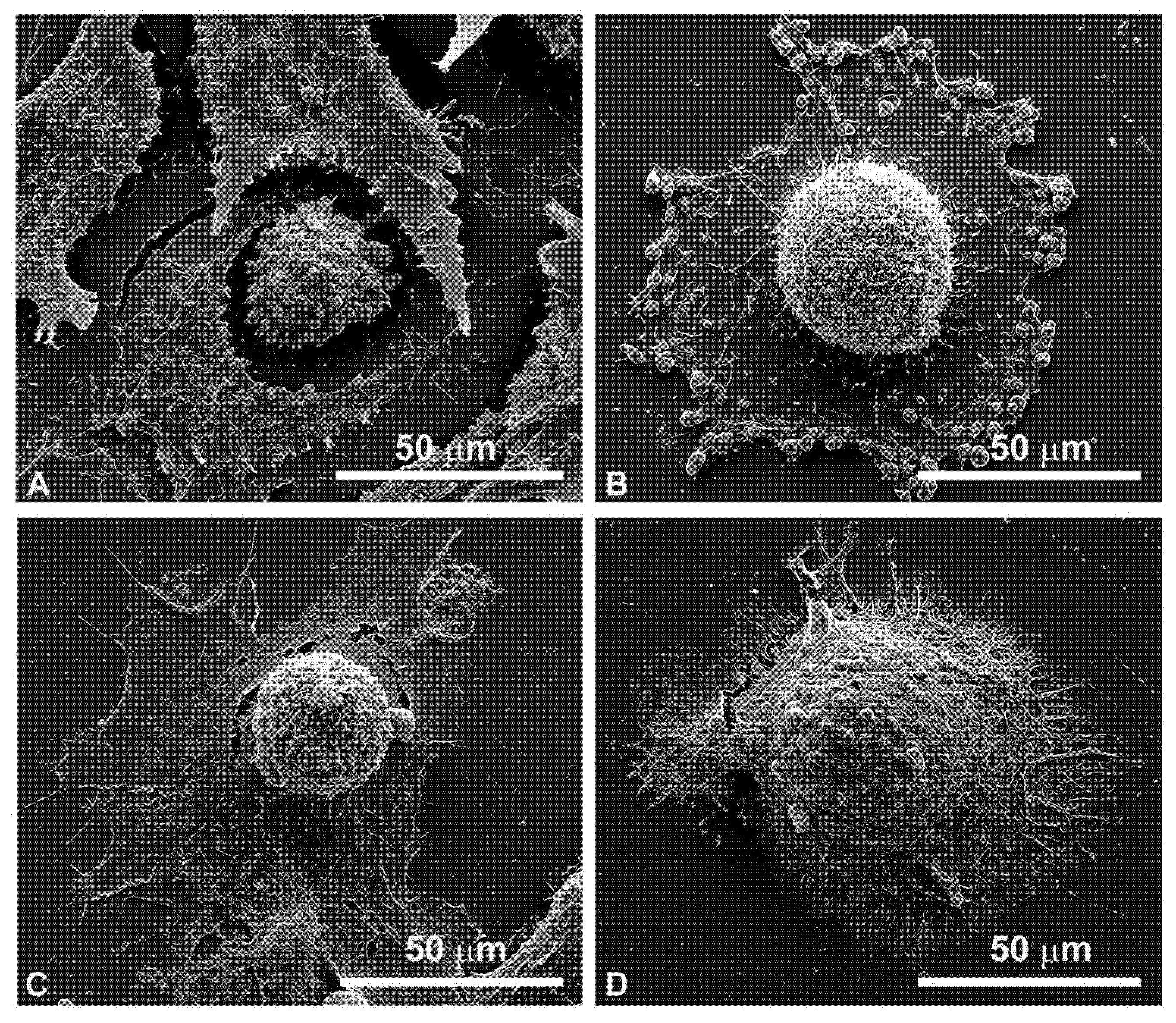 Cancers 13 03867 g007