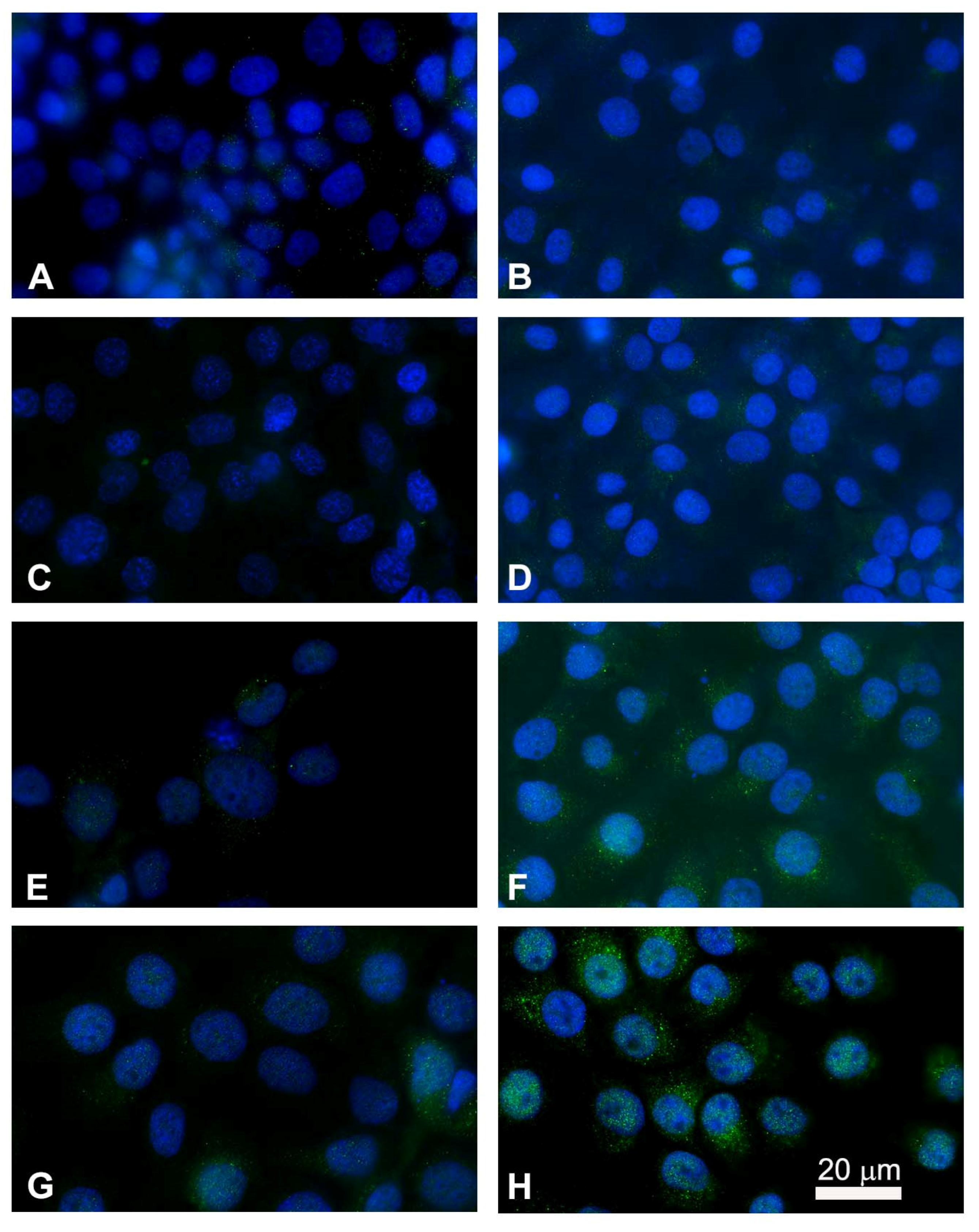 Cancers 13 03867 g009