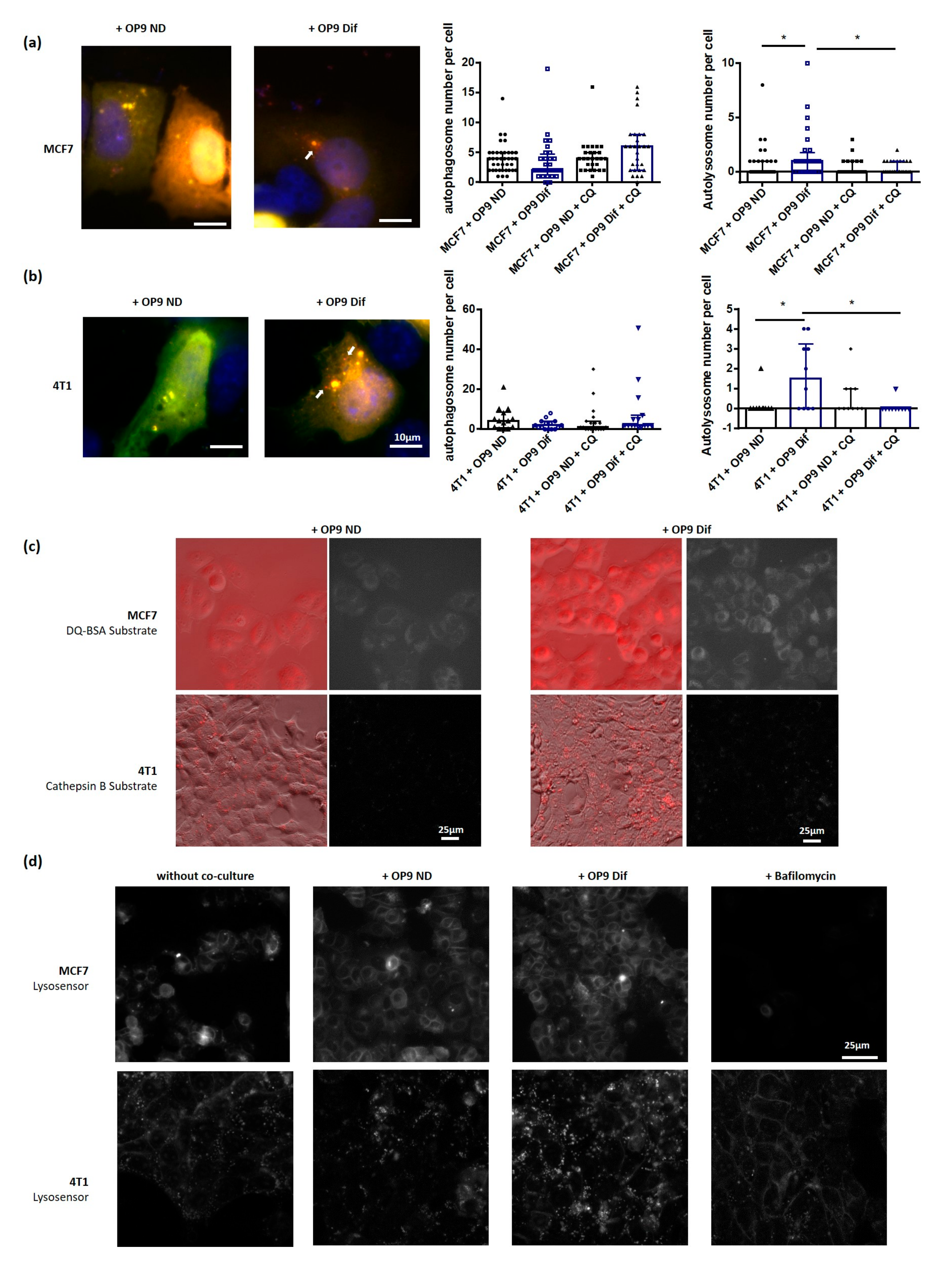 Cancers 13 03917 g003