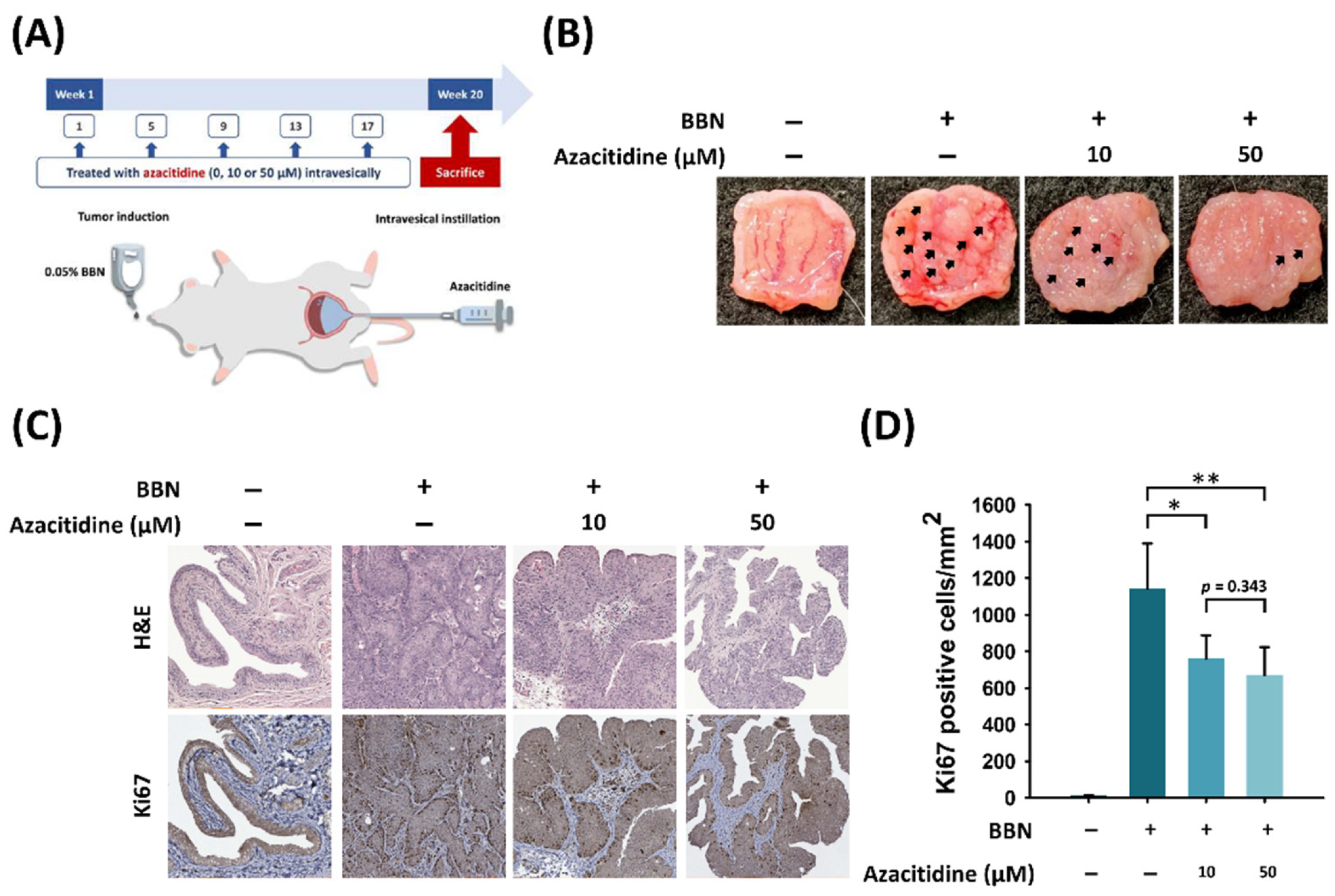 Cancers 13 03933 g005 Cancers 13 03933 g005