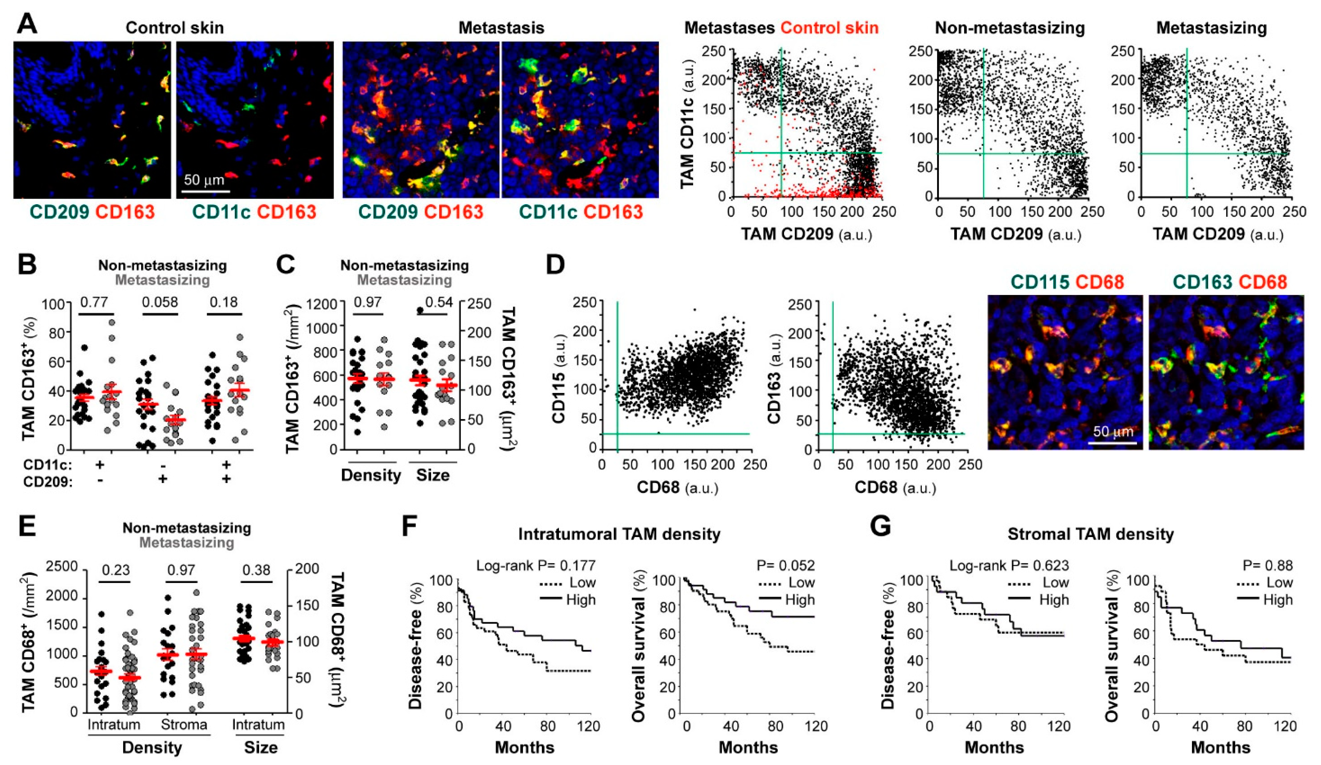 Cancers | Free Full-Text | CCL20/TNF/VEGFA Cytokine Secretory Phenotype of  Tumor-Associated Macrophages Is a Negative Prognostic Factor in Cutaneous  Melanoma