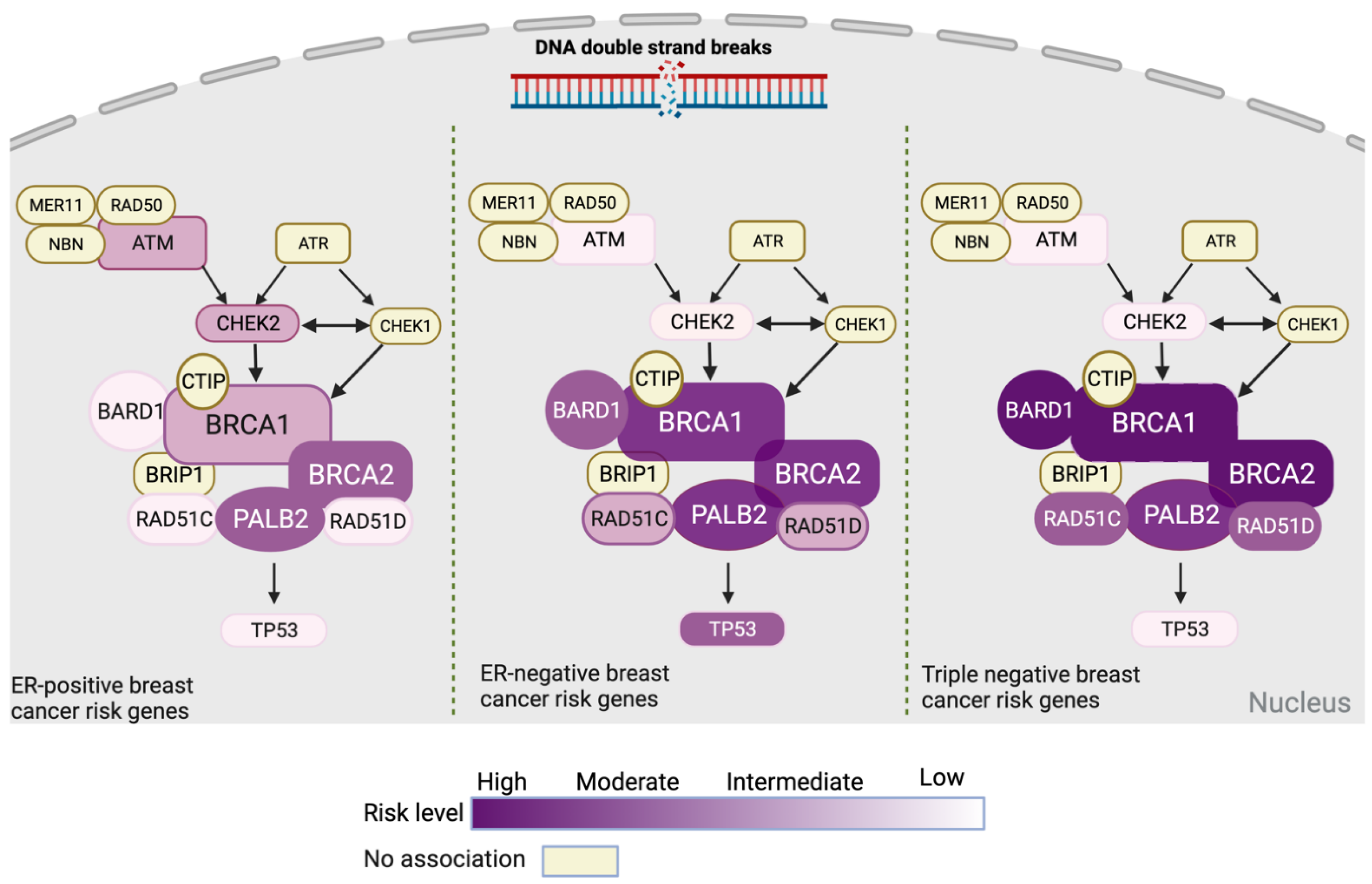 Breast Cancer Risk Genes — Association Analysis in More than