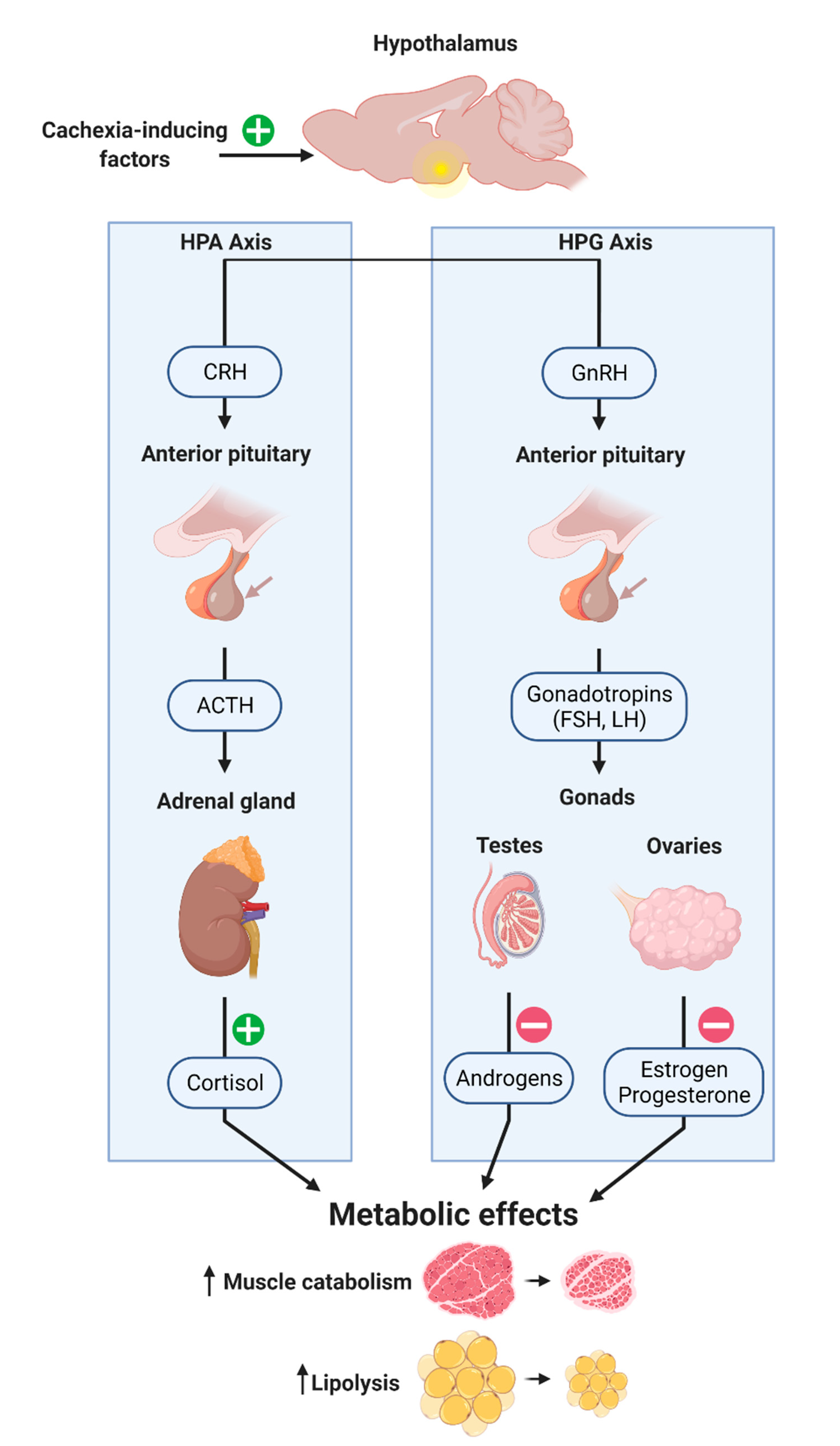 Cancers 13 03990 g003