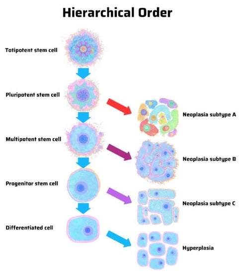 Cancers | Free Full-Text | Stem Cell Theory of Cancer: Origin of Tumor ...