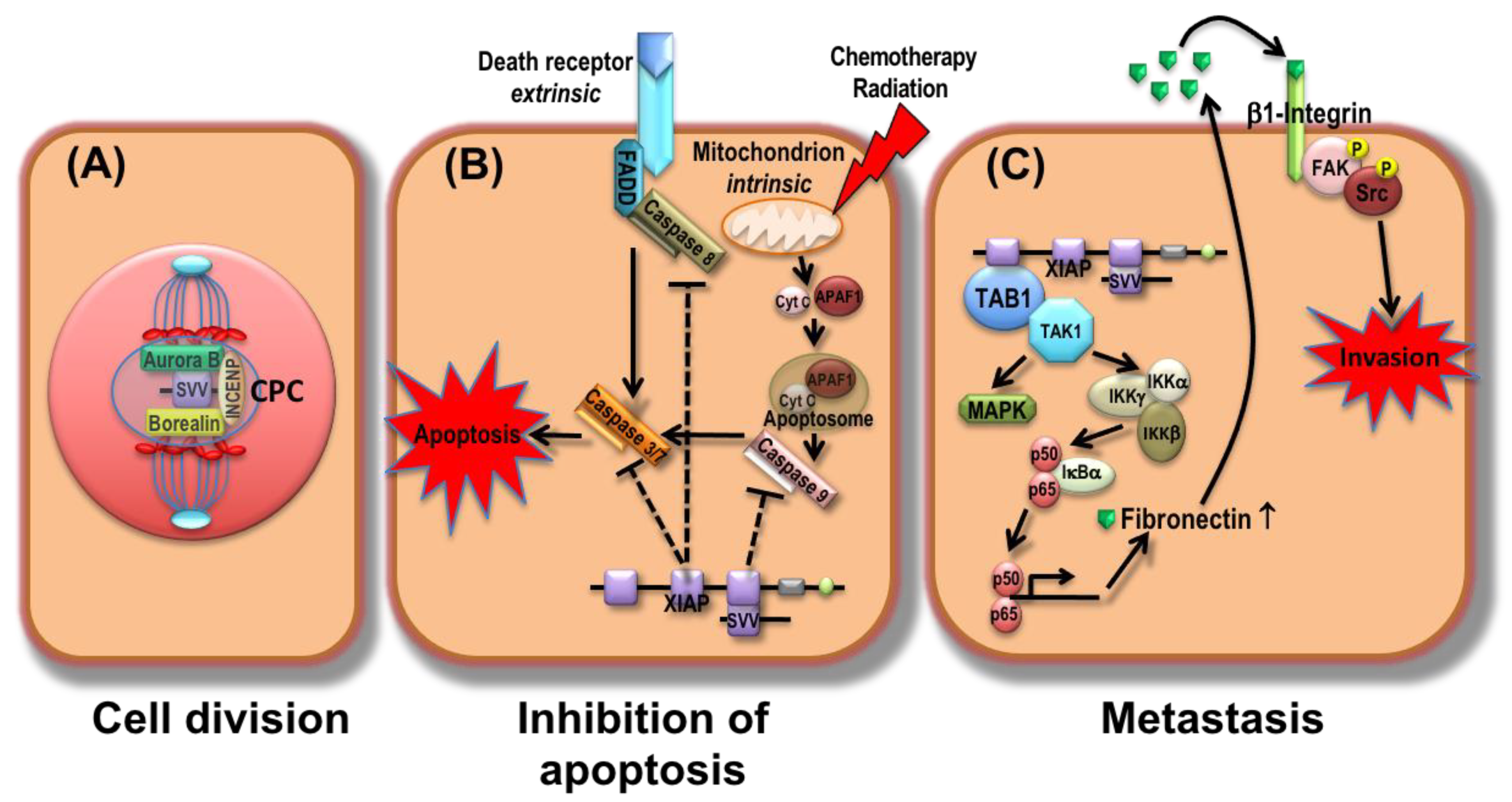 Cancers 13 04098 g001