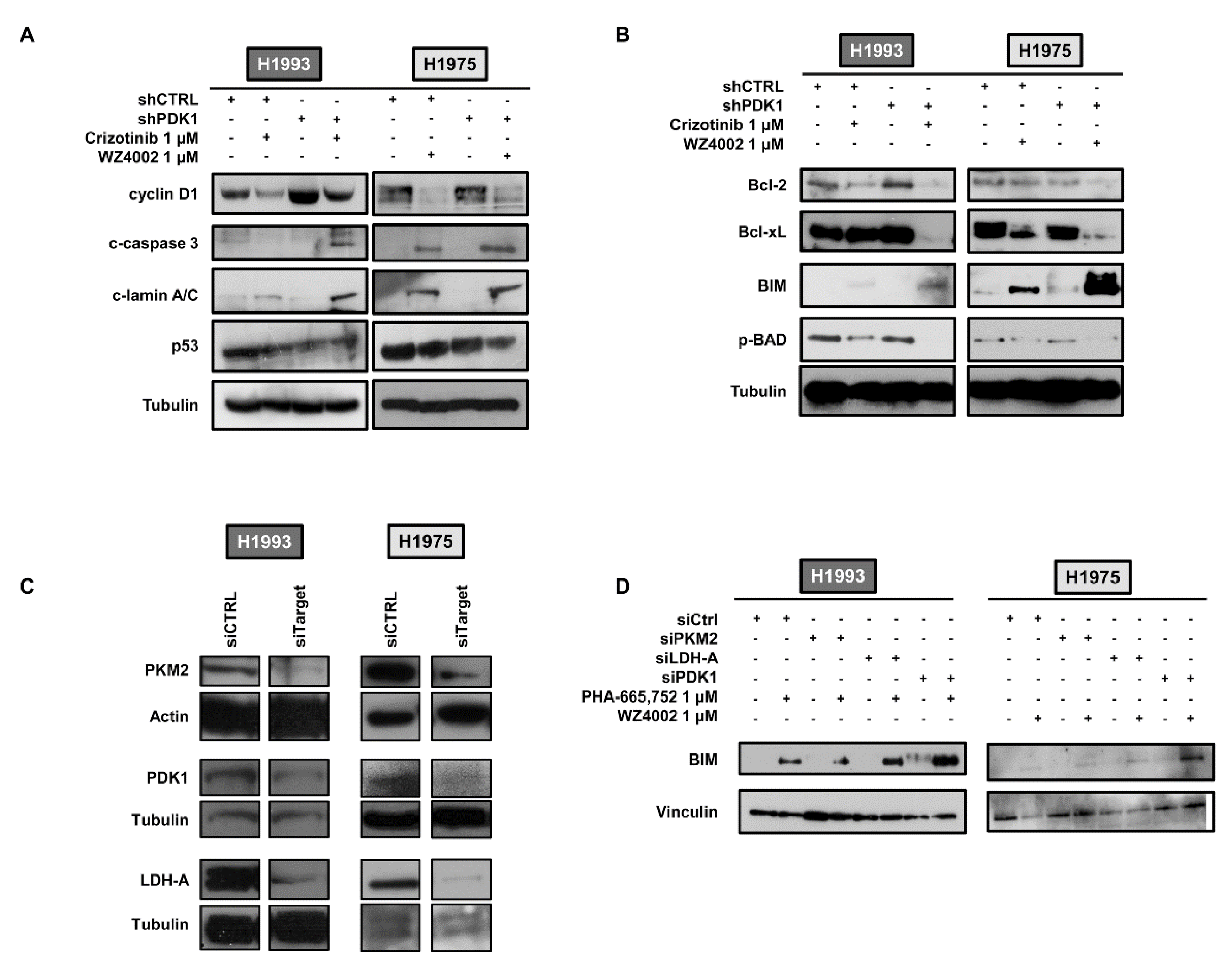 Cancers 13 04133 g003
