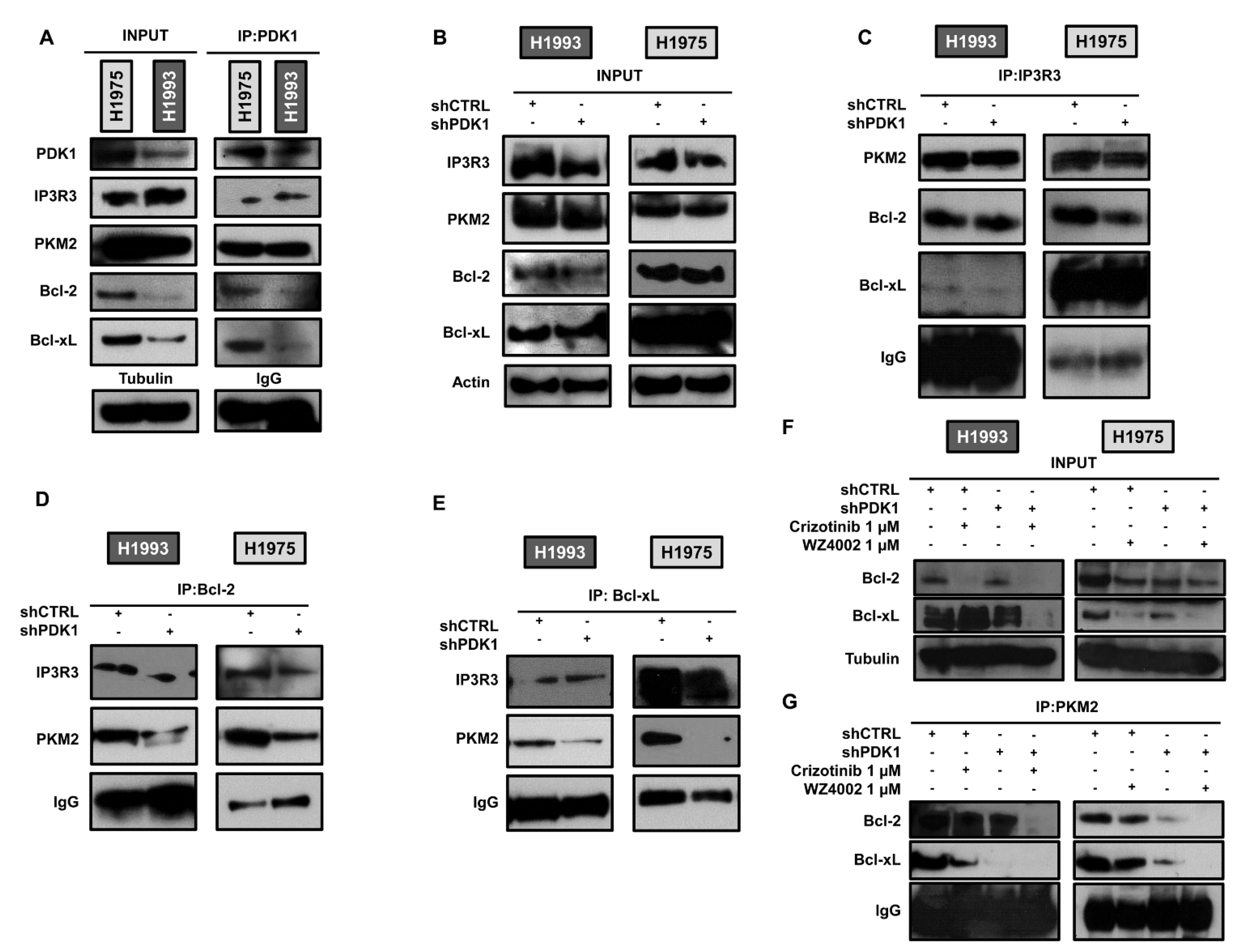 Cancers 13 04133 g004