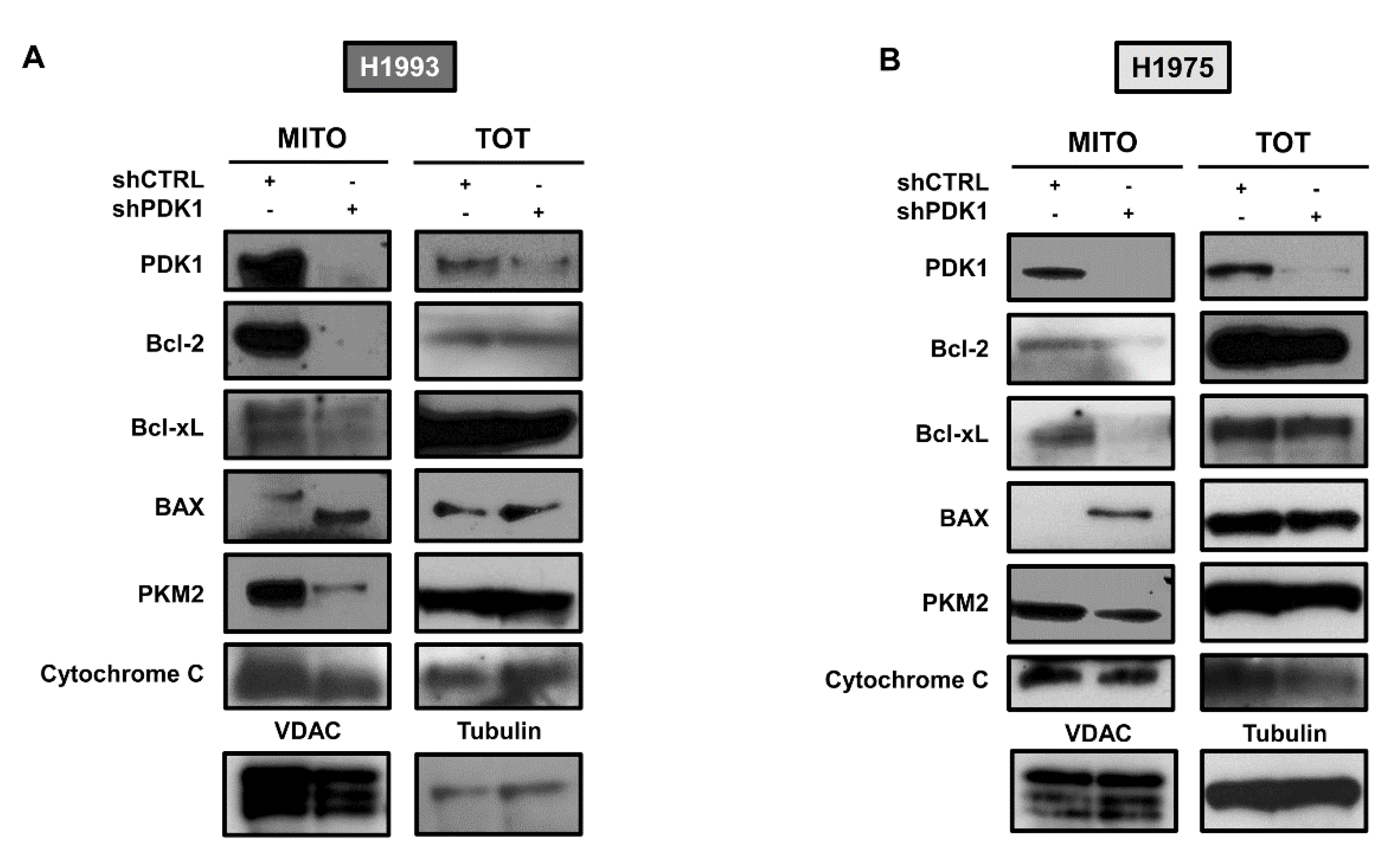 Cancers 13 04133 g005