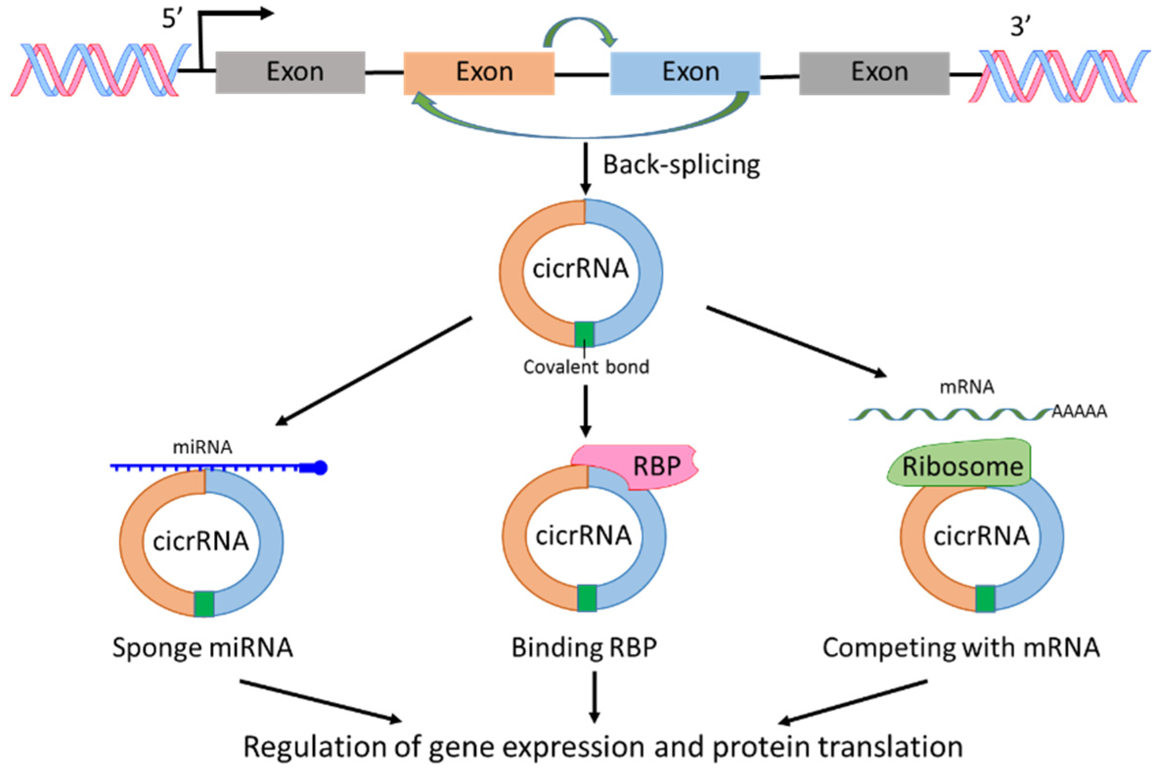 Cancers 13 04161 g003