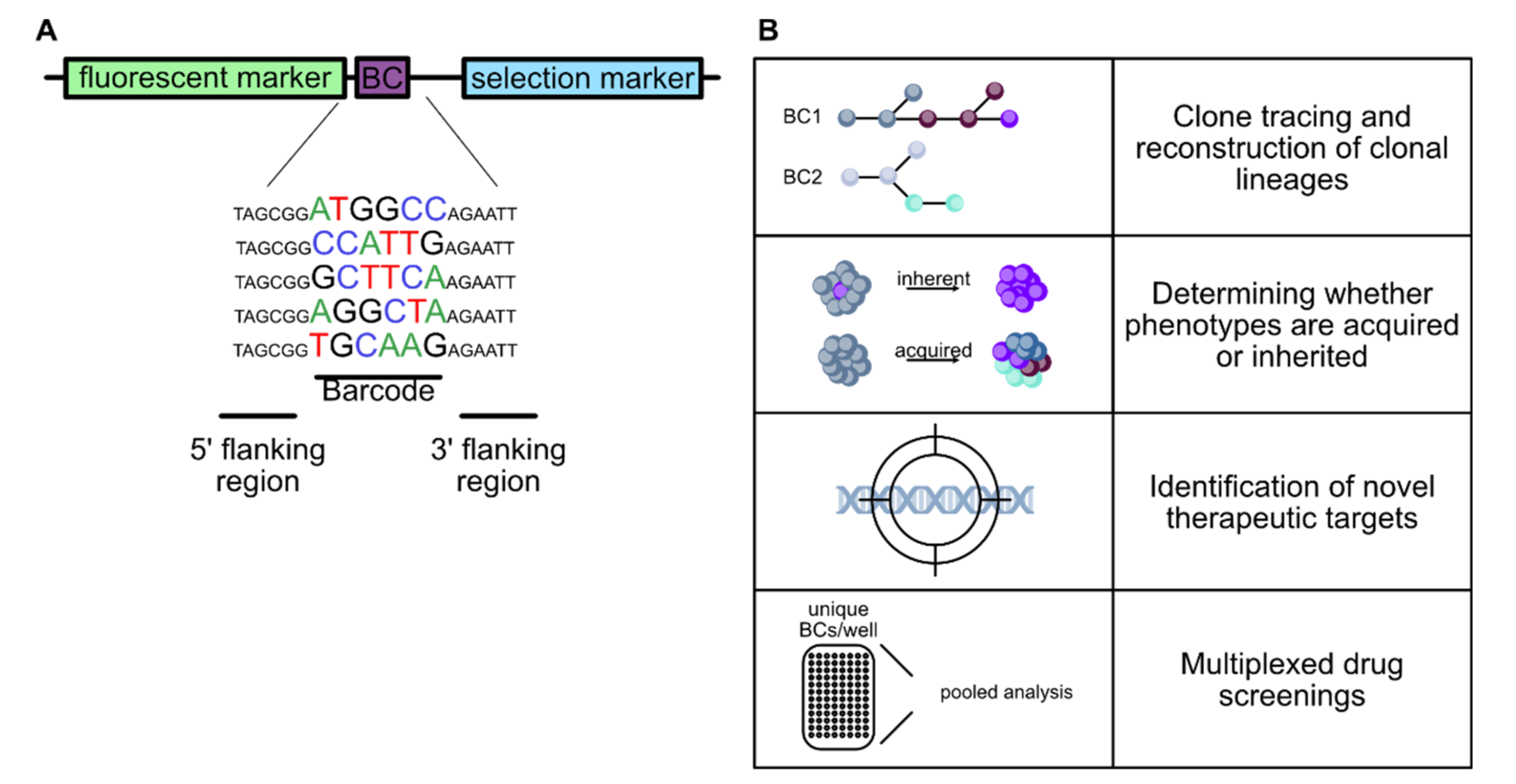 Cancers Free Full Text Unraveling Tumor Heterogeneity By Using Dna Barcoding Technologies To Develop Personalized Treatment Strategies In Advanced Stage Pdac Html