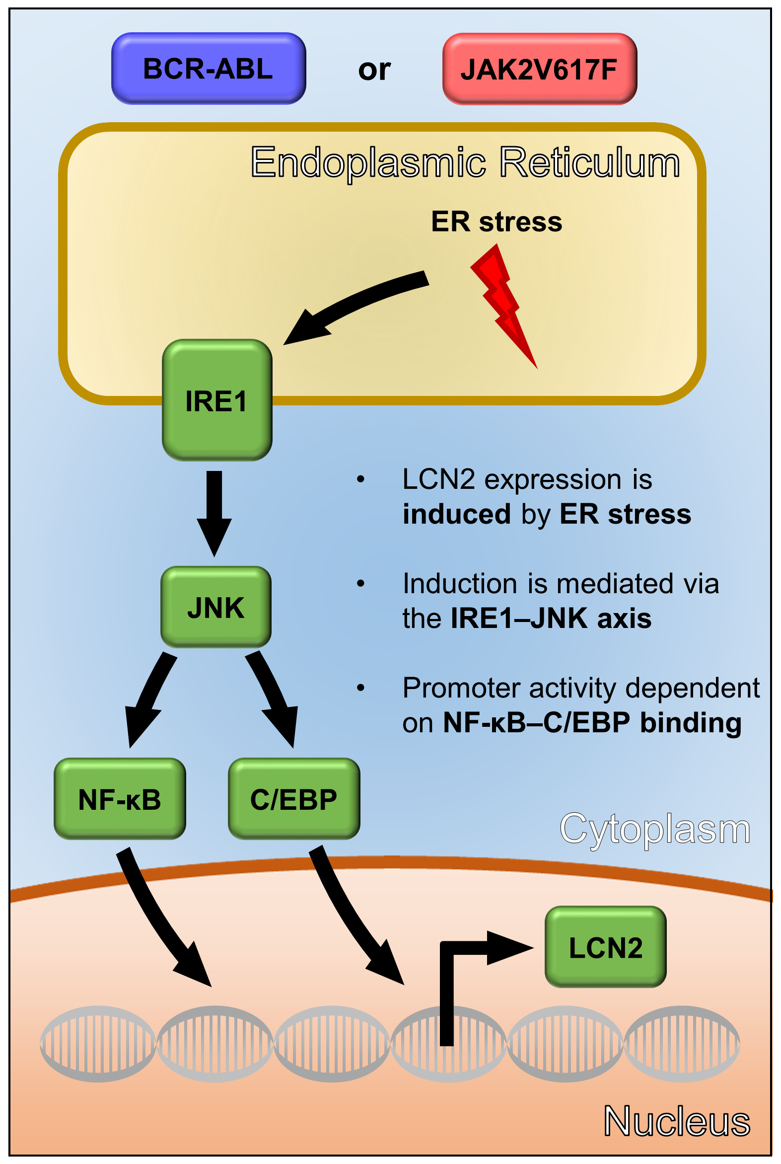 Cancers | Free Full-Text | The Unfolded Protein Response Is a Major Driver  of LCN2 Expression in BCR–ABL- and JAK2V617F-Positive MPN