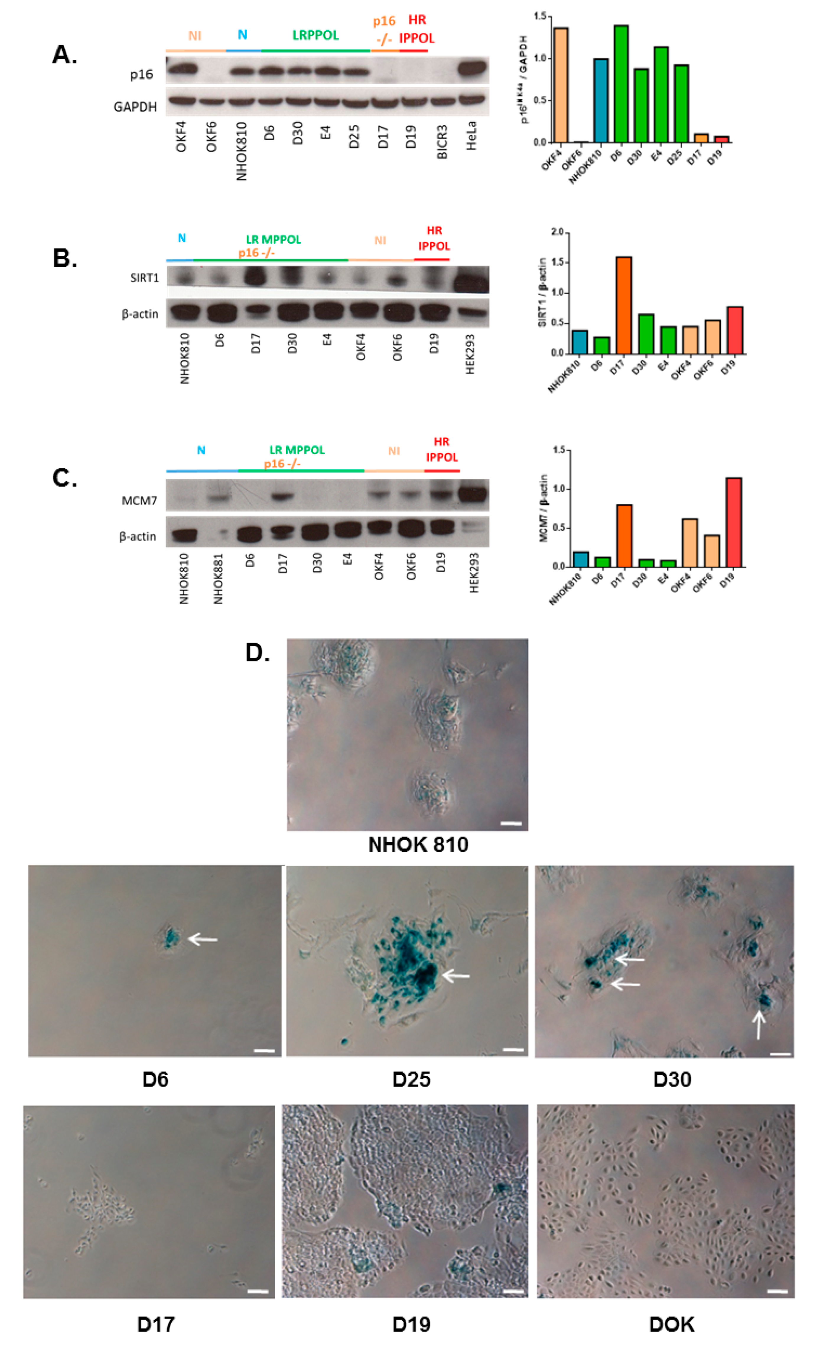 Cancers 13 04212 g002