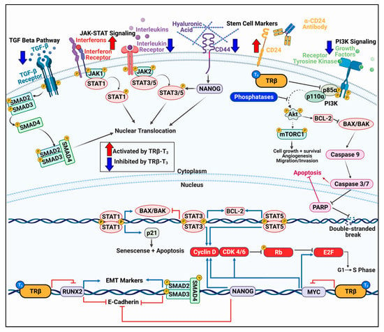 Cancers | Free Full-Text | Thyroid Hormone Receptor Beta as Tumor ...