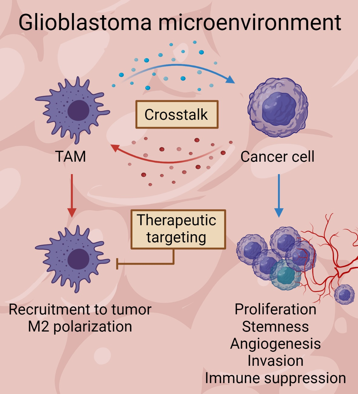 Cancers Free Full Text Tumor Associated Microglia And Macrophages In The Glioblastoma