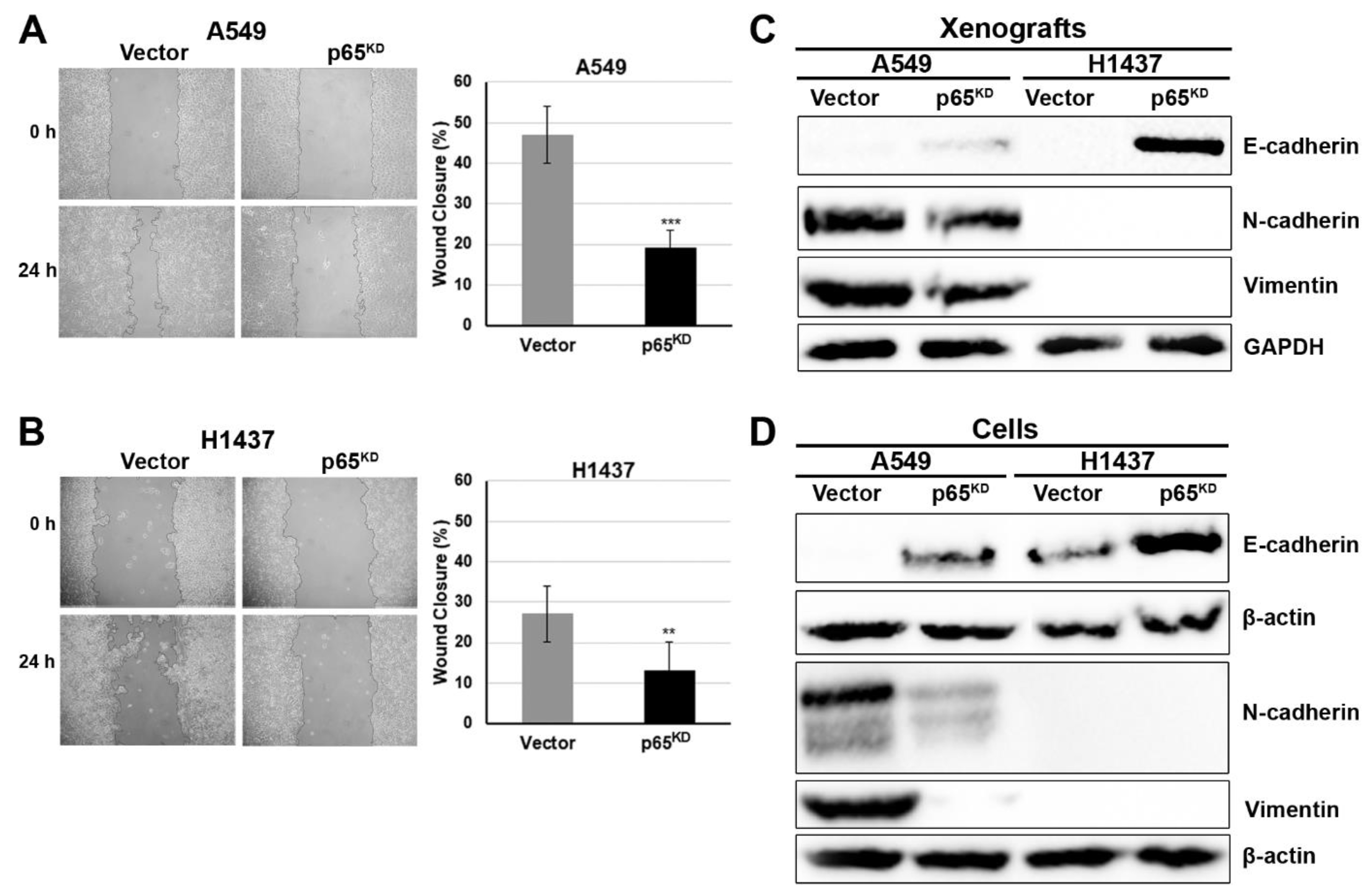 Cancers 13 04302 g005
