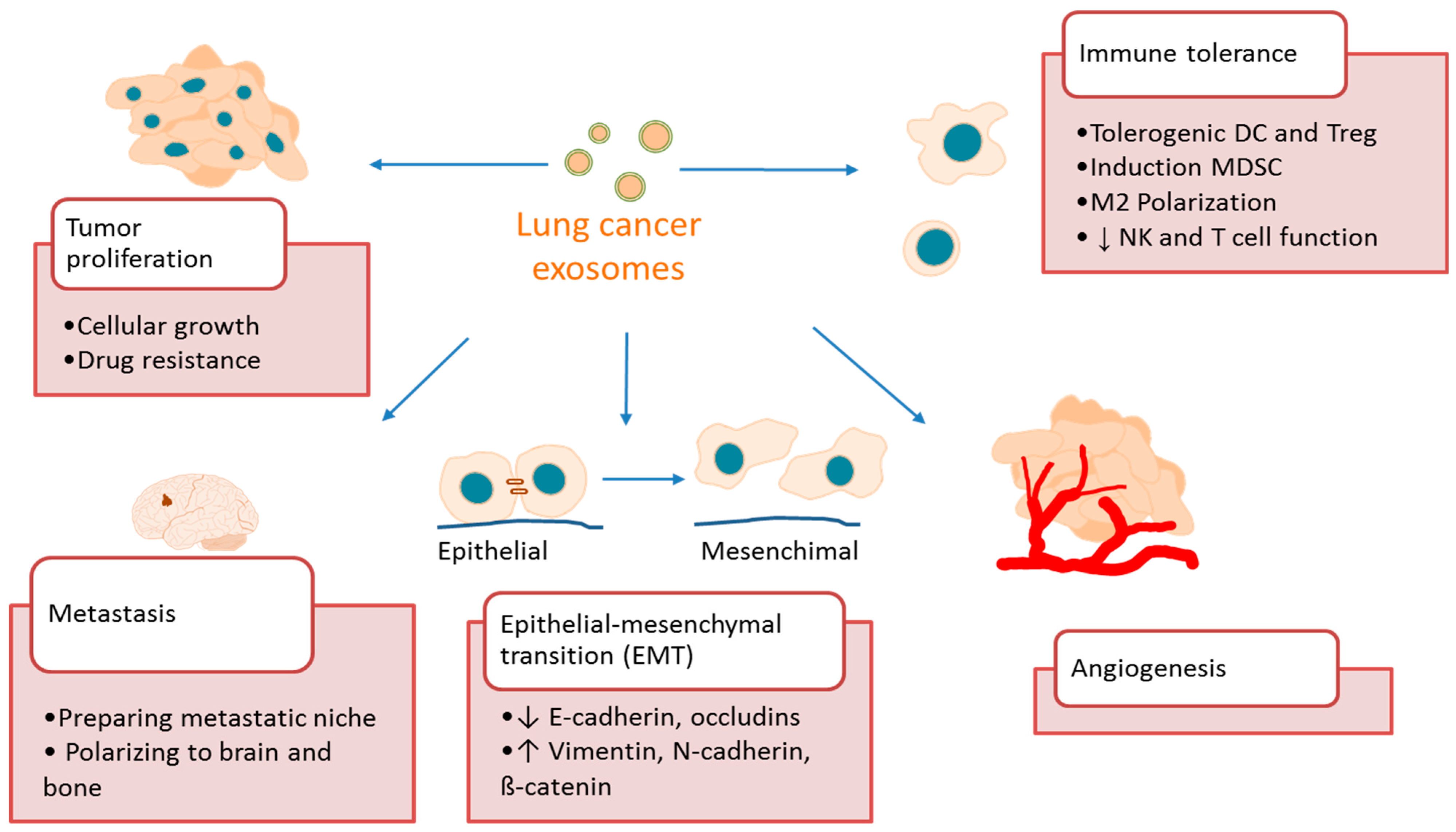 Cancers | Free Full-Text | Exosomes In Lung Cancer: Actors And Heralds ...