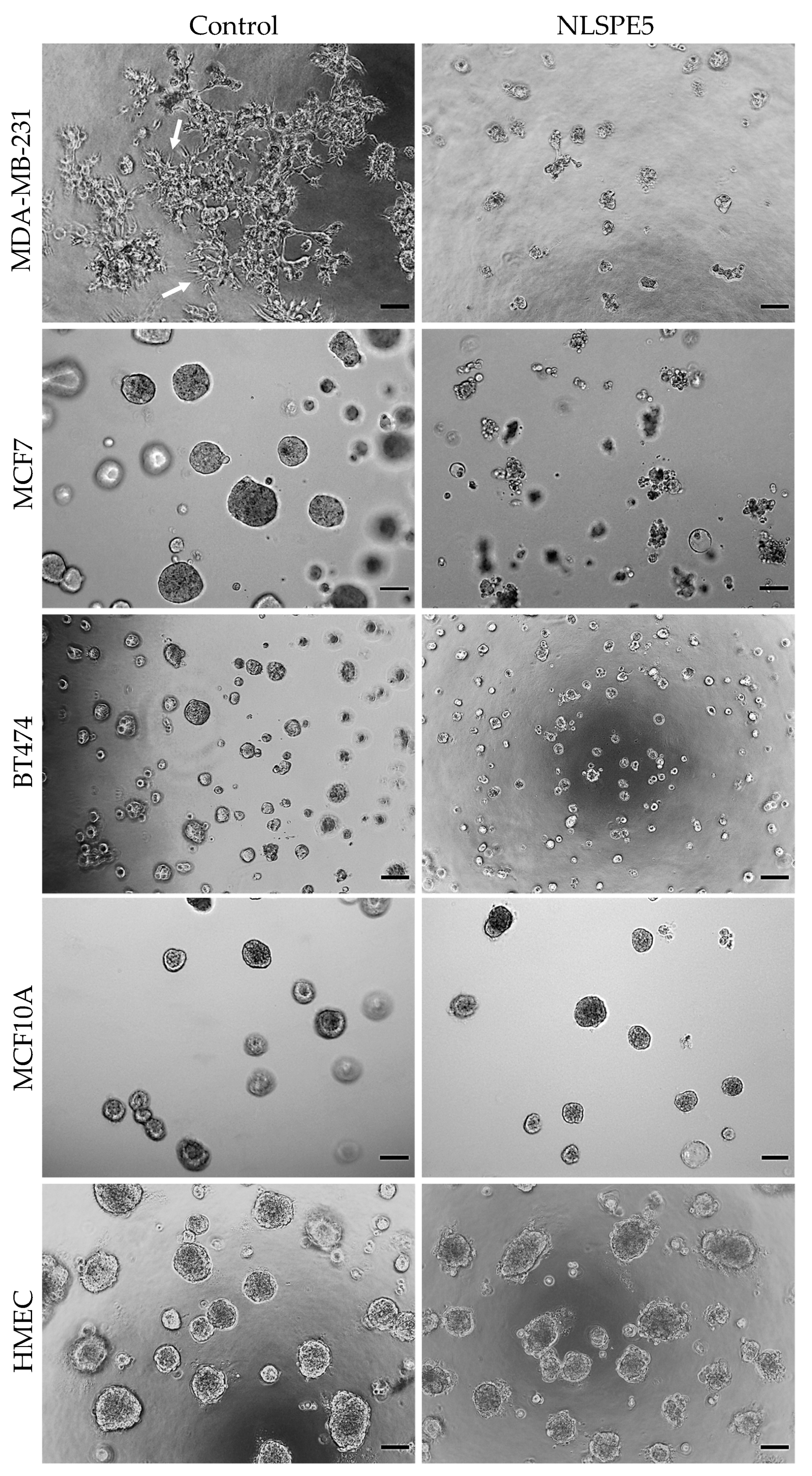 Cancers 13 04350 g001