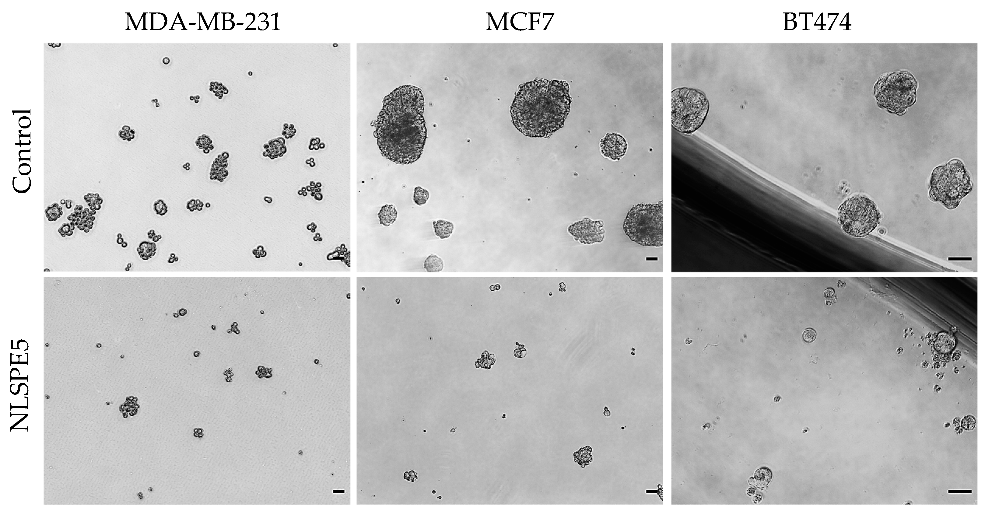 Cancers 13 04350 g002