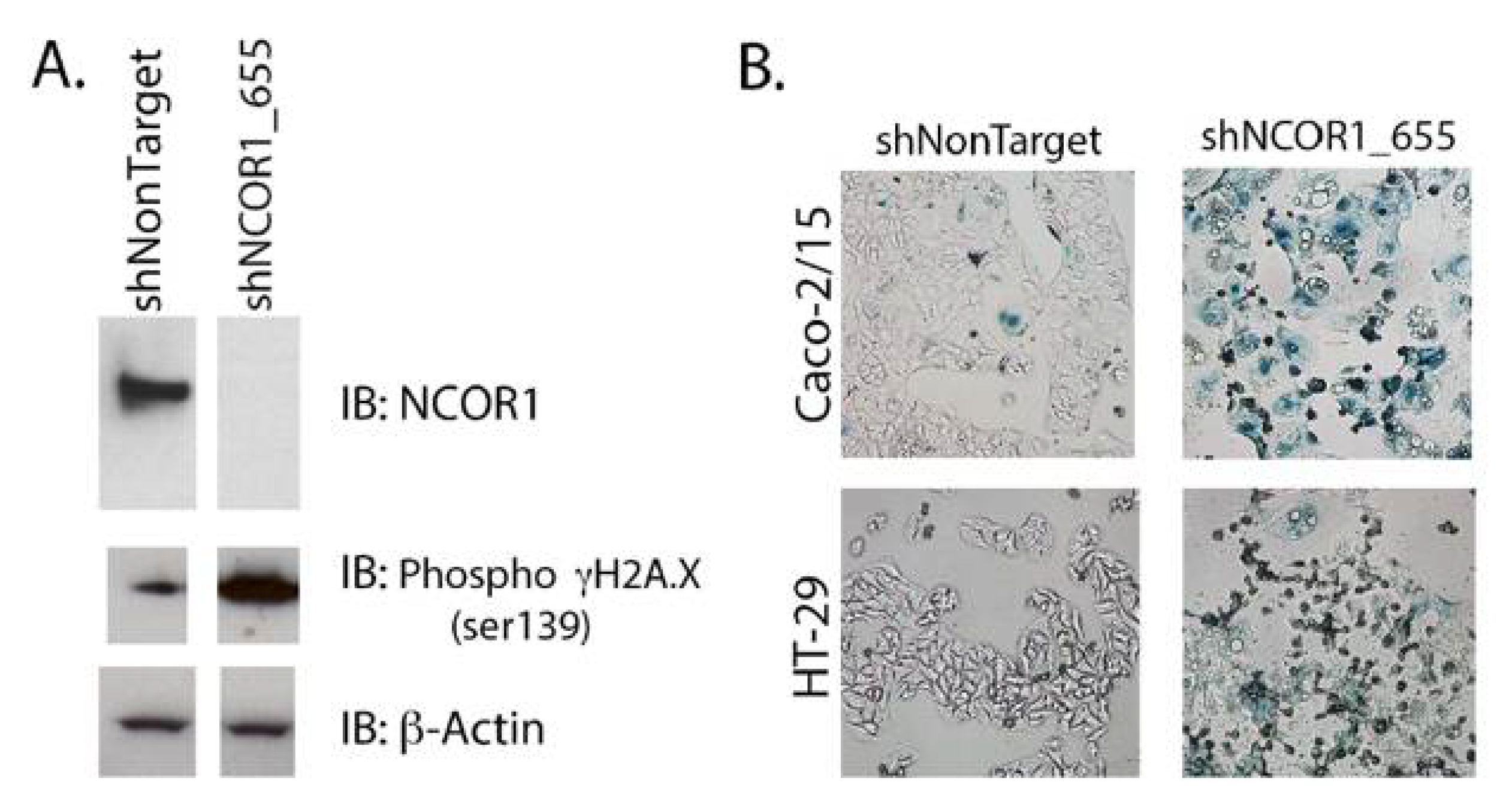 Cancers 13 04414 g004 Cancers 13 04414 g004