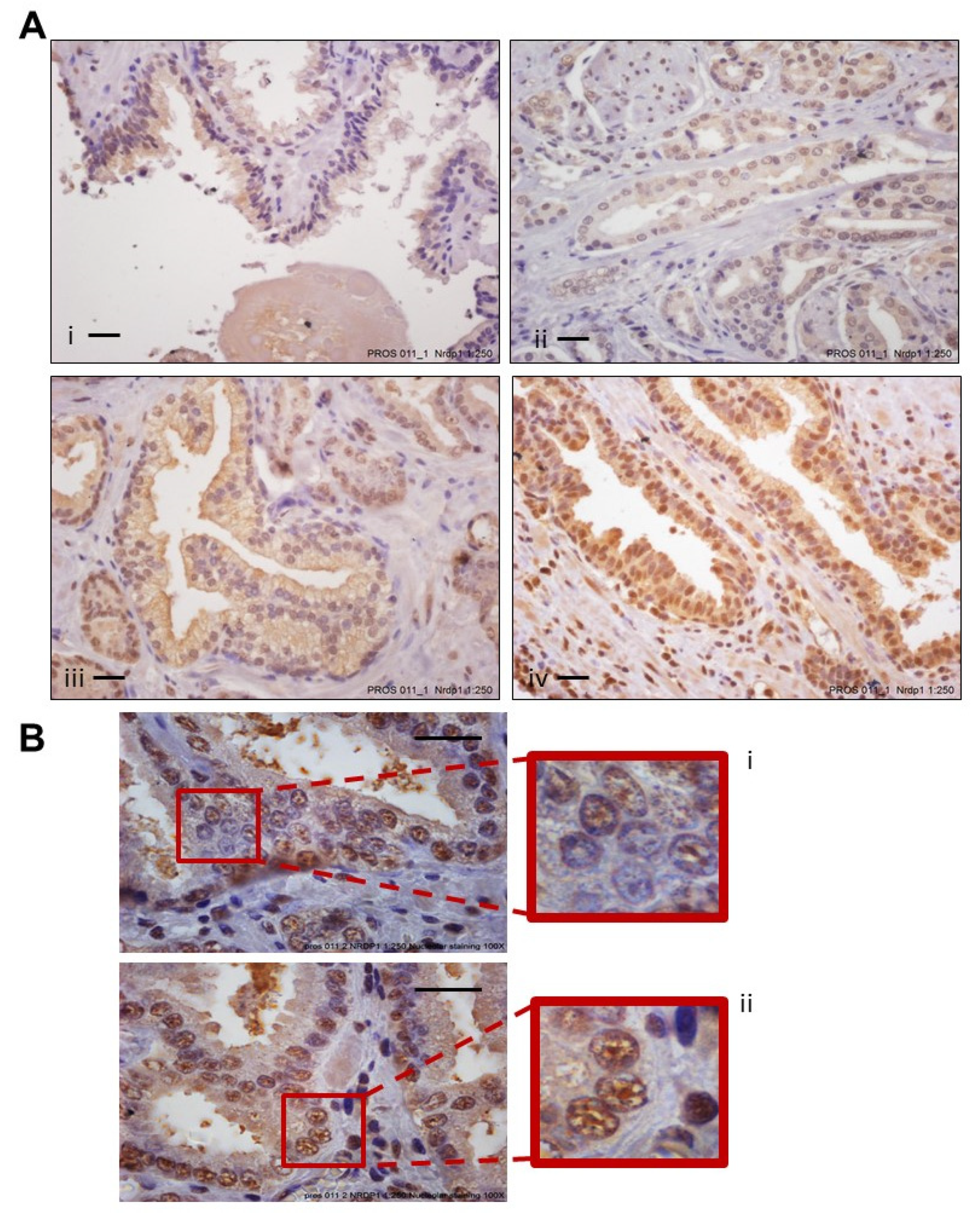 Cancers 13 04425 g002