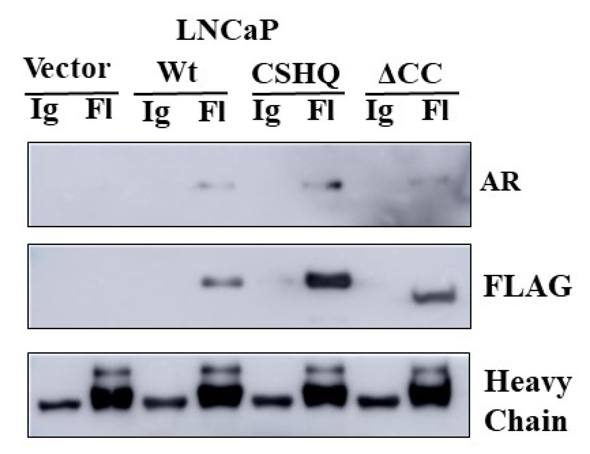 Cancers 13 04425 g005