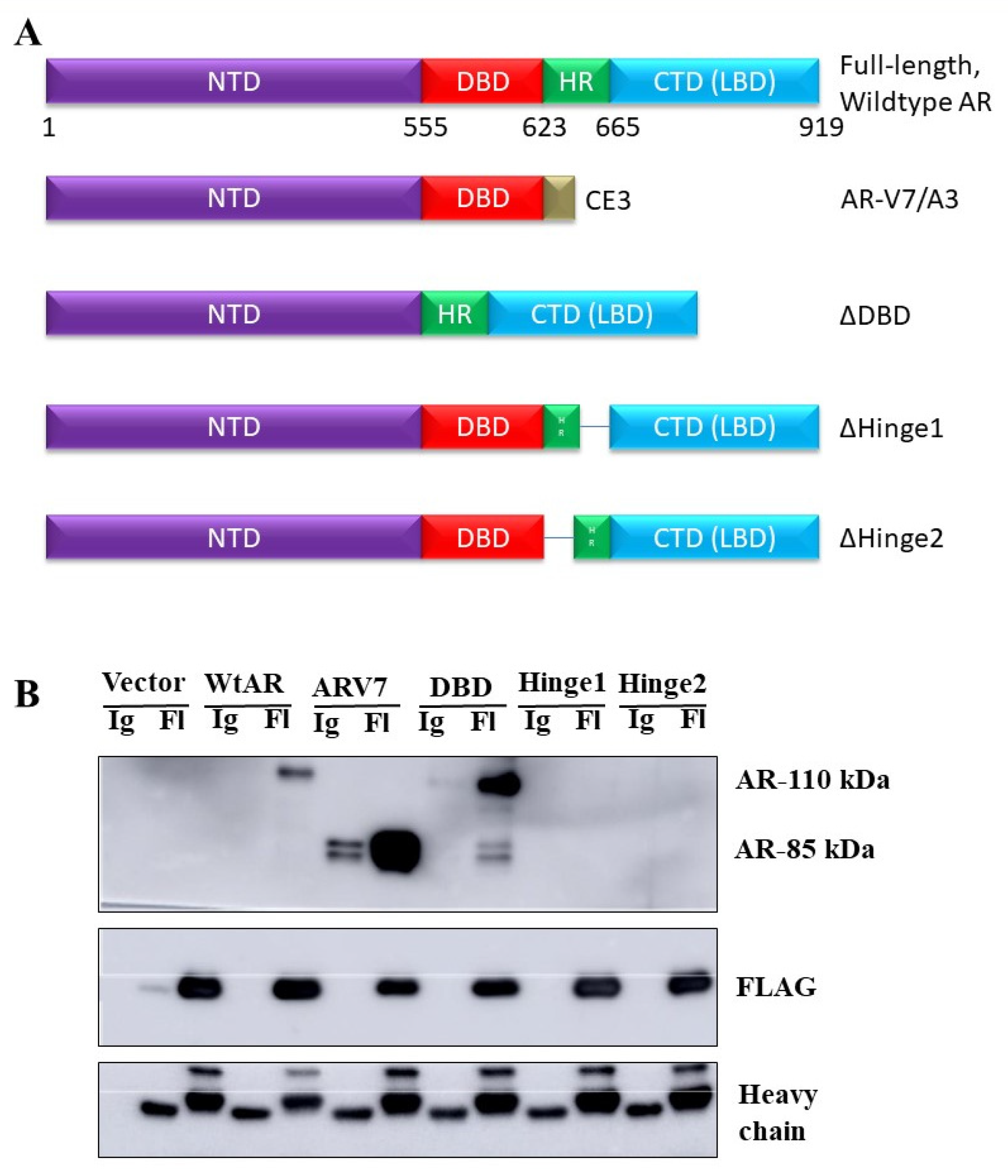 Cancers 13 04425 g006