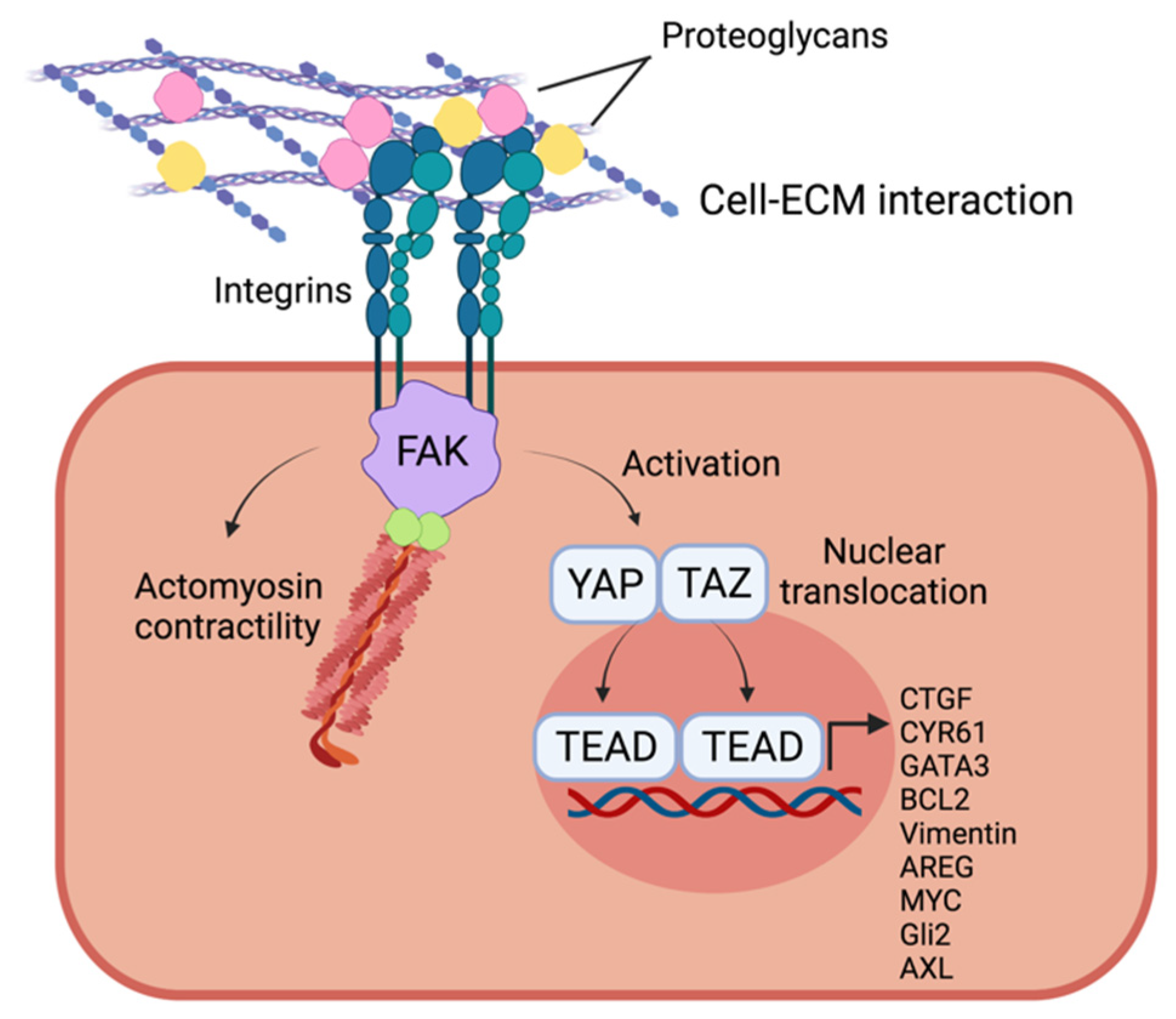 Cancers | Free Full-Text | The Extracellular Matrix in Pancreatic Cancer:  Description of a Complex Network and Promising Therapeutic Options