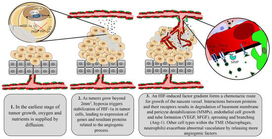 IL-3 is a novel target to interfere with tumor vasculature