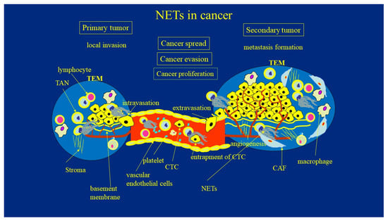 Cancers Free Full Text Neutrophil Extracellular Traps Nets In Cancer Invasion Evasion And 3040