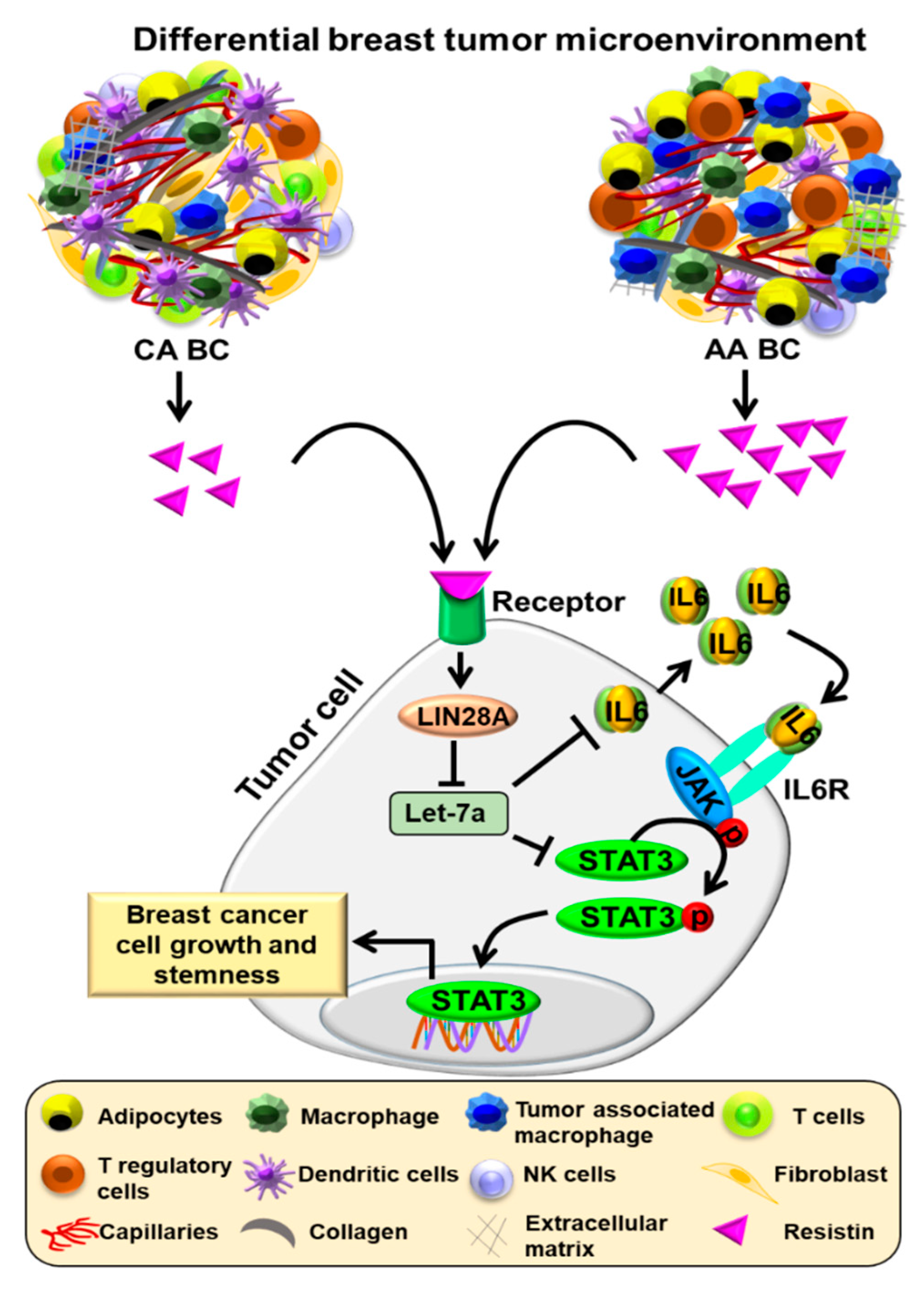 Cancers 13 04498 g006