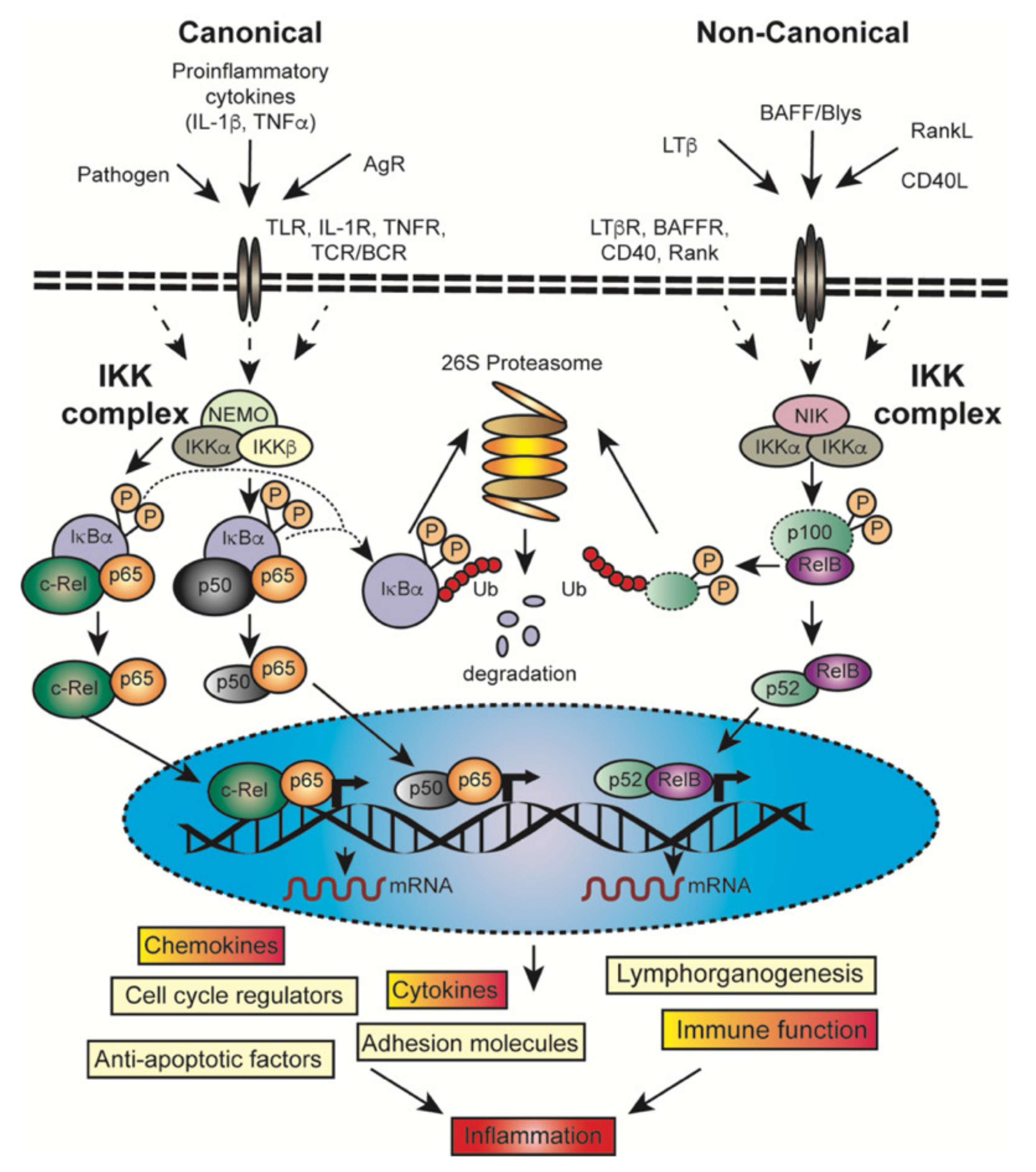 Cancers 13 04510 g003 Cancers 13 04510 g003