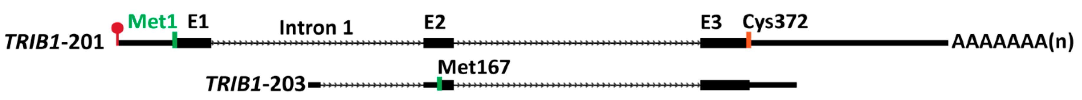 Cancers 13 04517 g002 Cancers 13 04517 g002