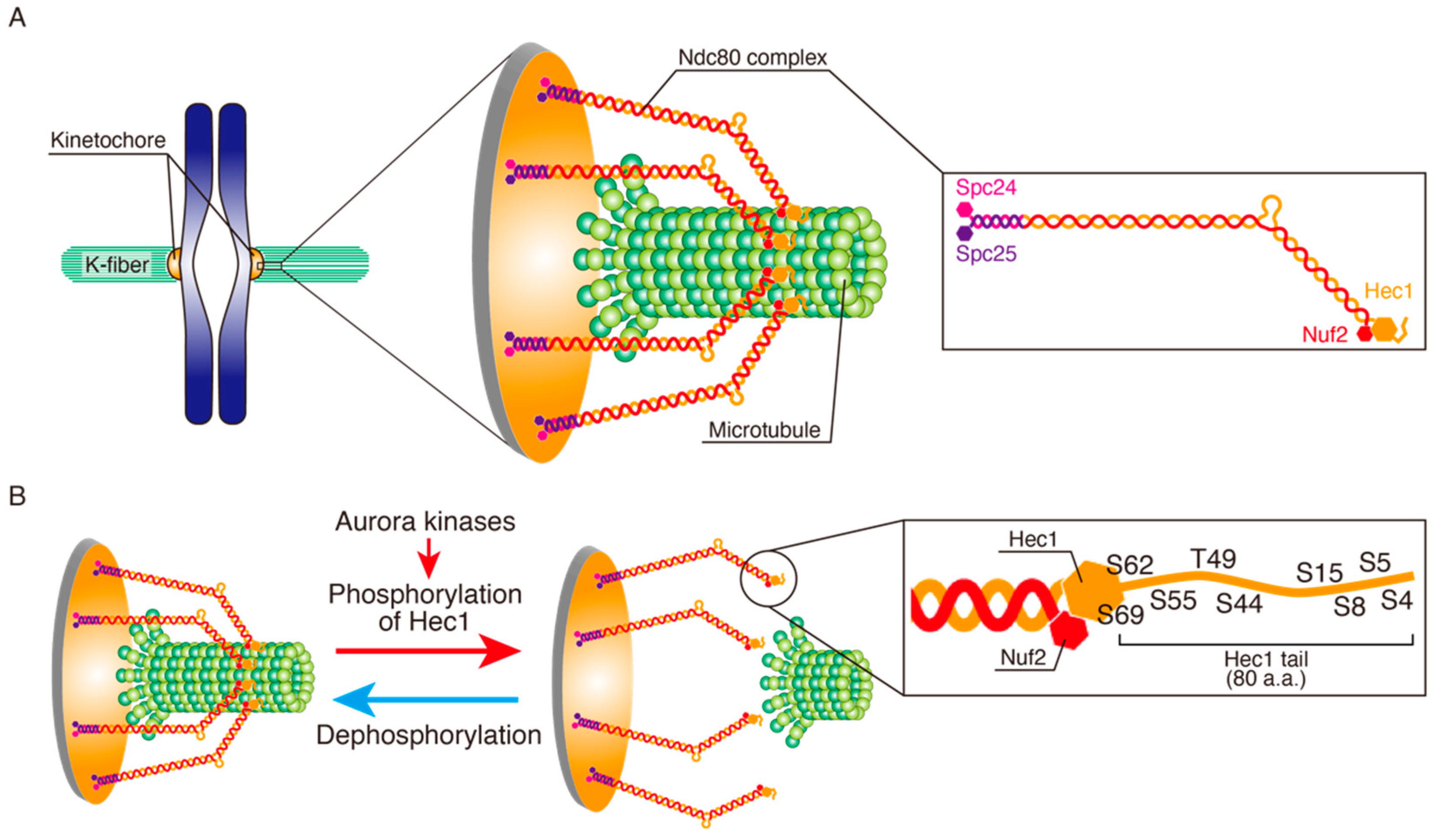 Cancers 13 04531 g002