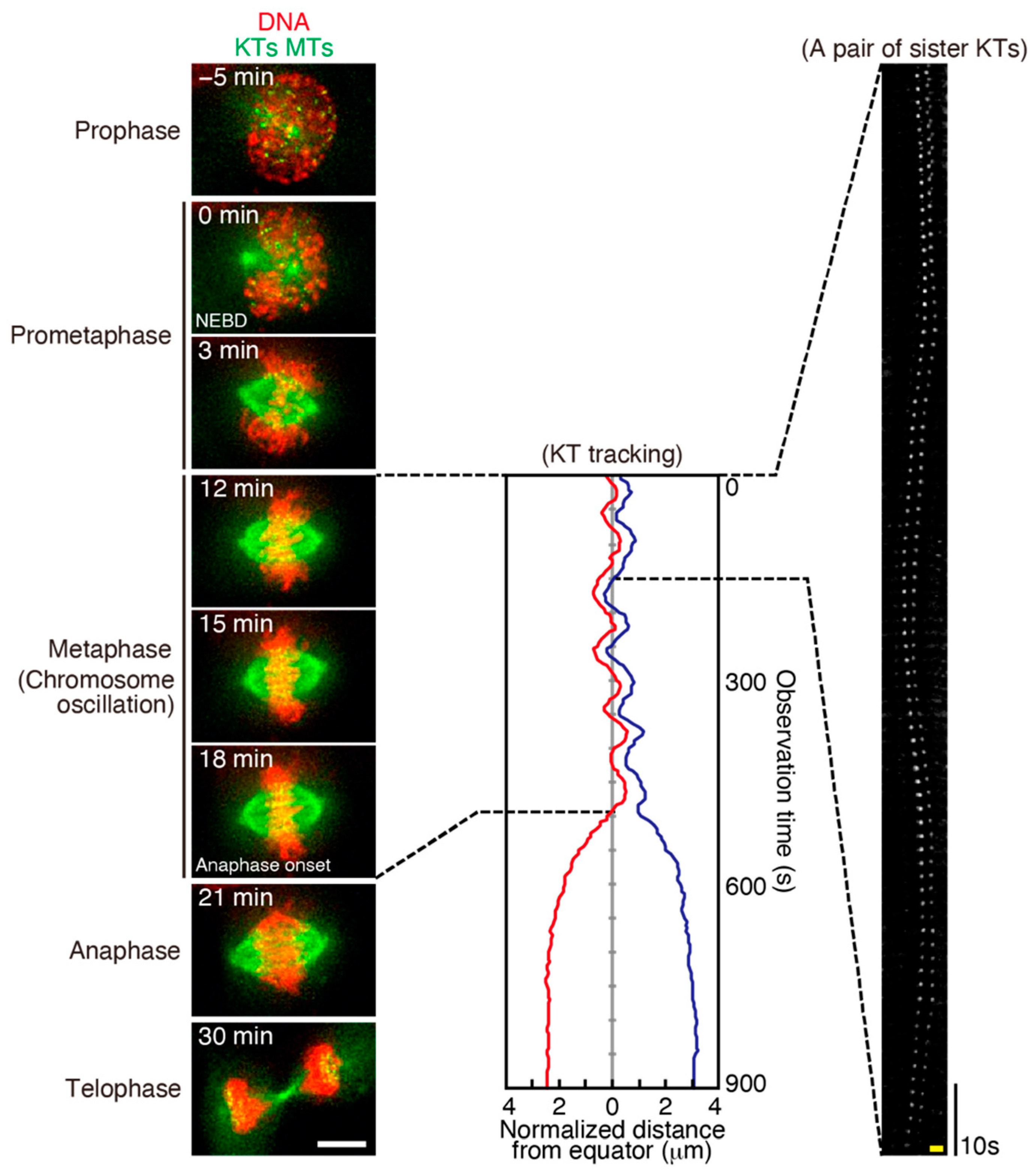 Cancers 13 04531 g004