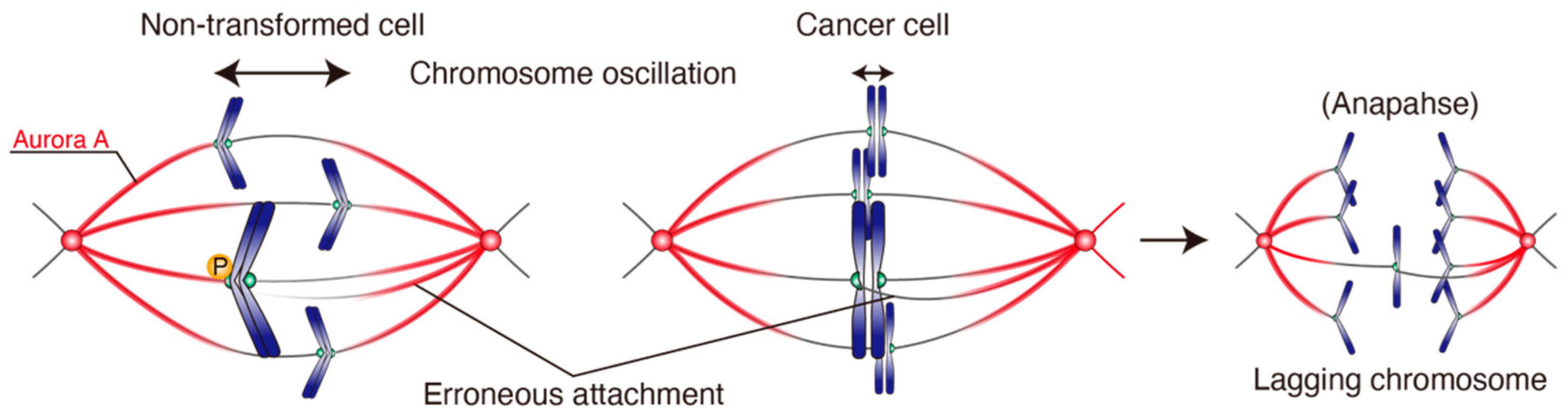 Cancers 13 04531 g006