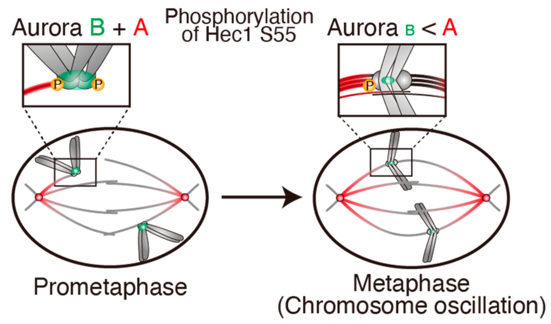 Cancers 13 04531 g008