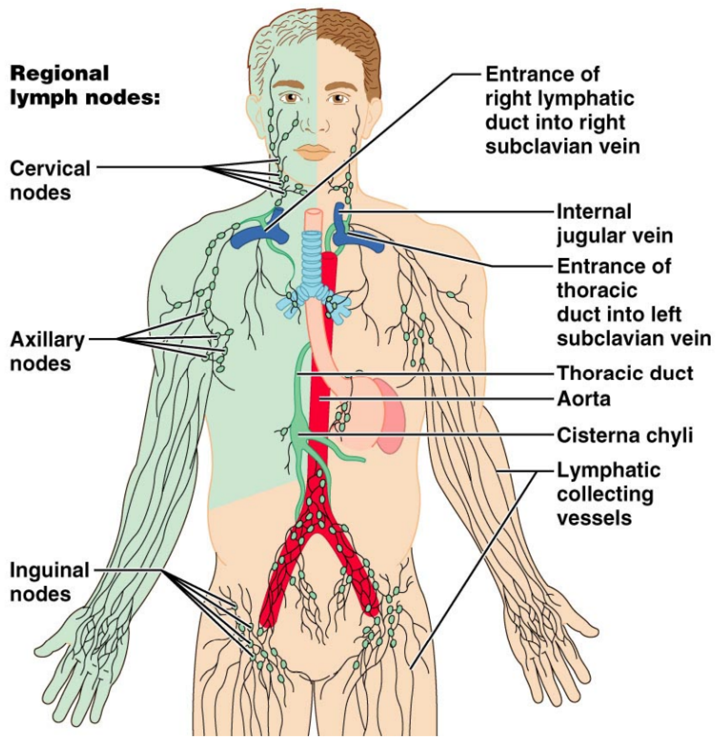 Thoracic lymph Duct