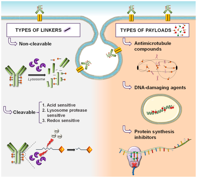 Cancers 13 04631 g002 Cancers 13 04631 g002