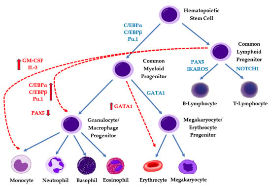 Cancers | Free Full-Text | Pediatric Mixed-Phenotype Acute Leukemia ...