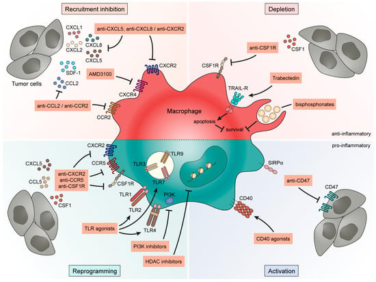 Cancers | Free Full-Text | Tumor-Associated Macrophages in Bladder ...