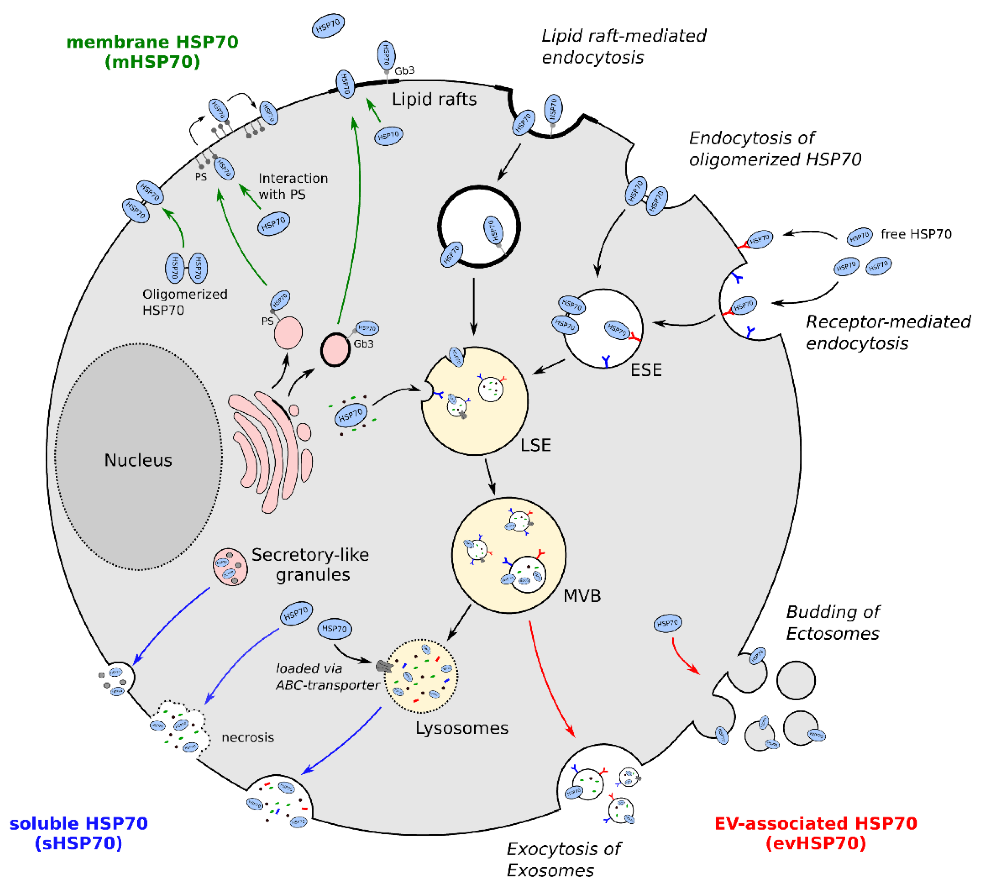 Potential Roles Of Mesenchymal Stem Cells And Their, 52% OFF